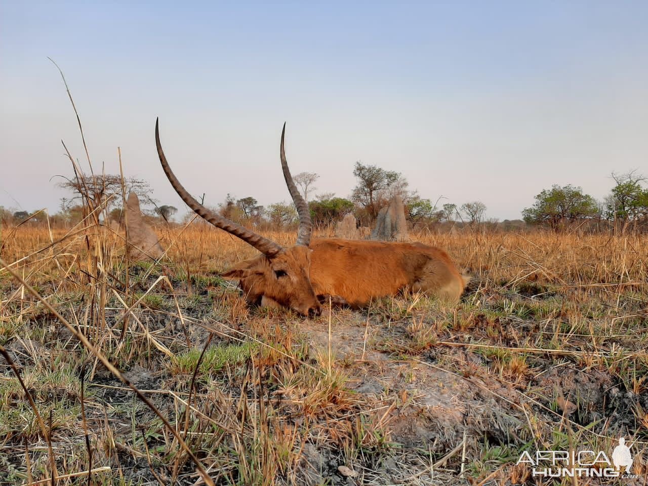 Kafue Lechwe Hunting Zambia