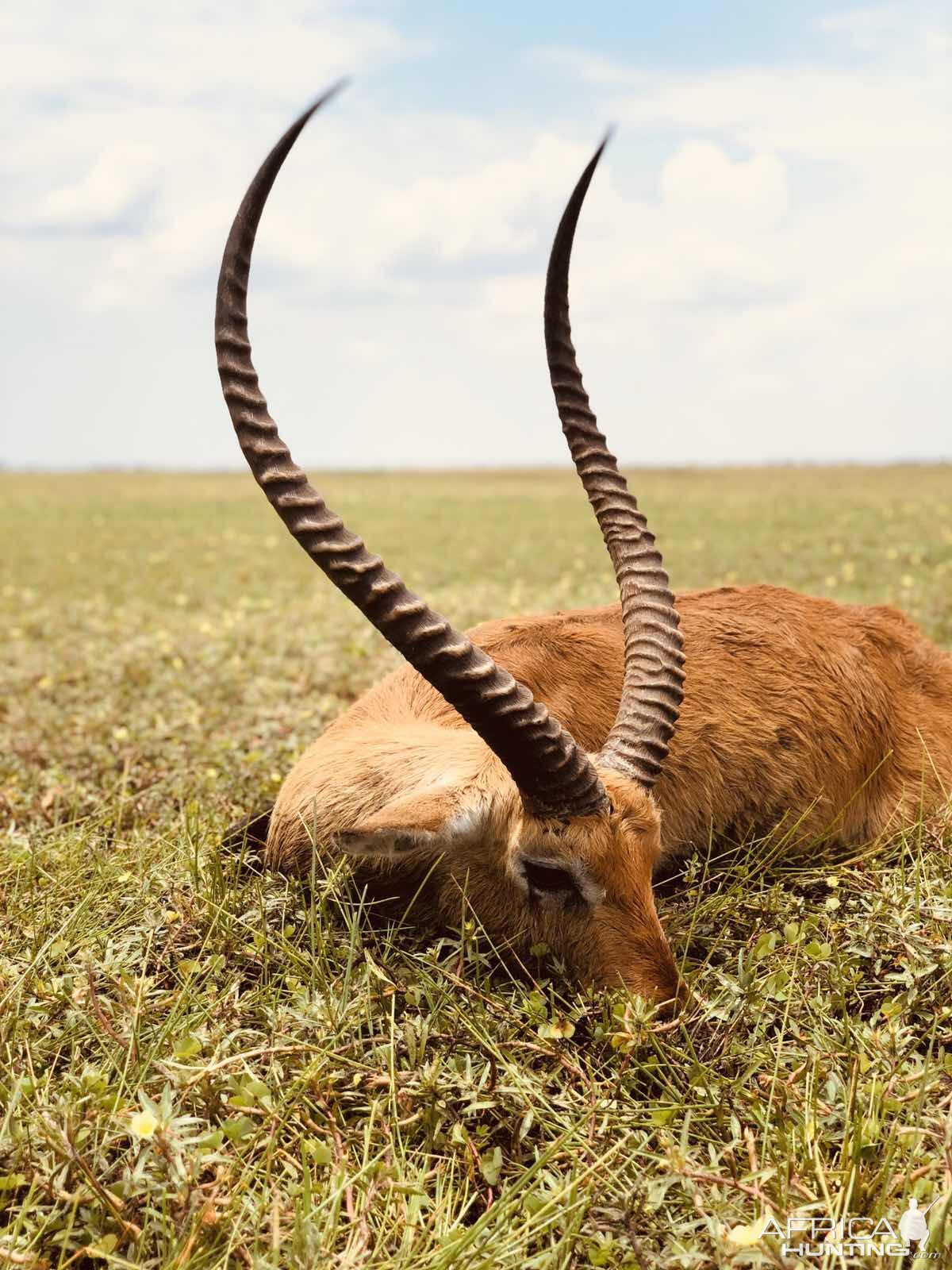 Kafue Lechwe on Kafue Flats in Zambia