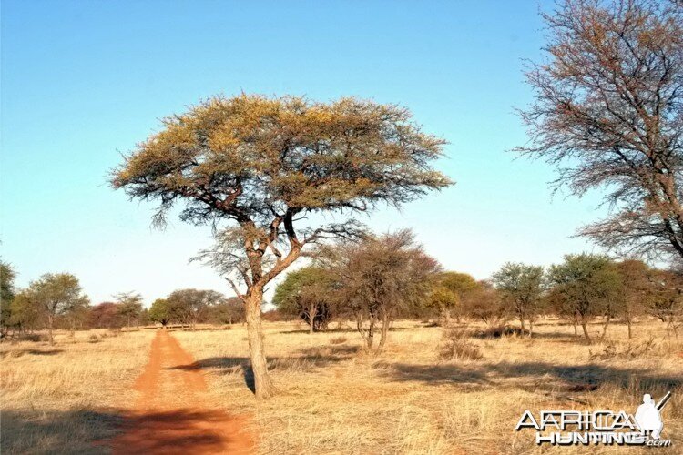 Kalahari road