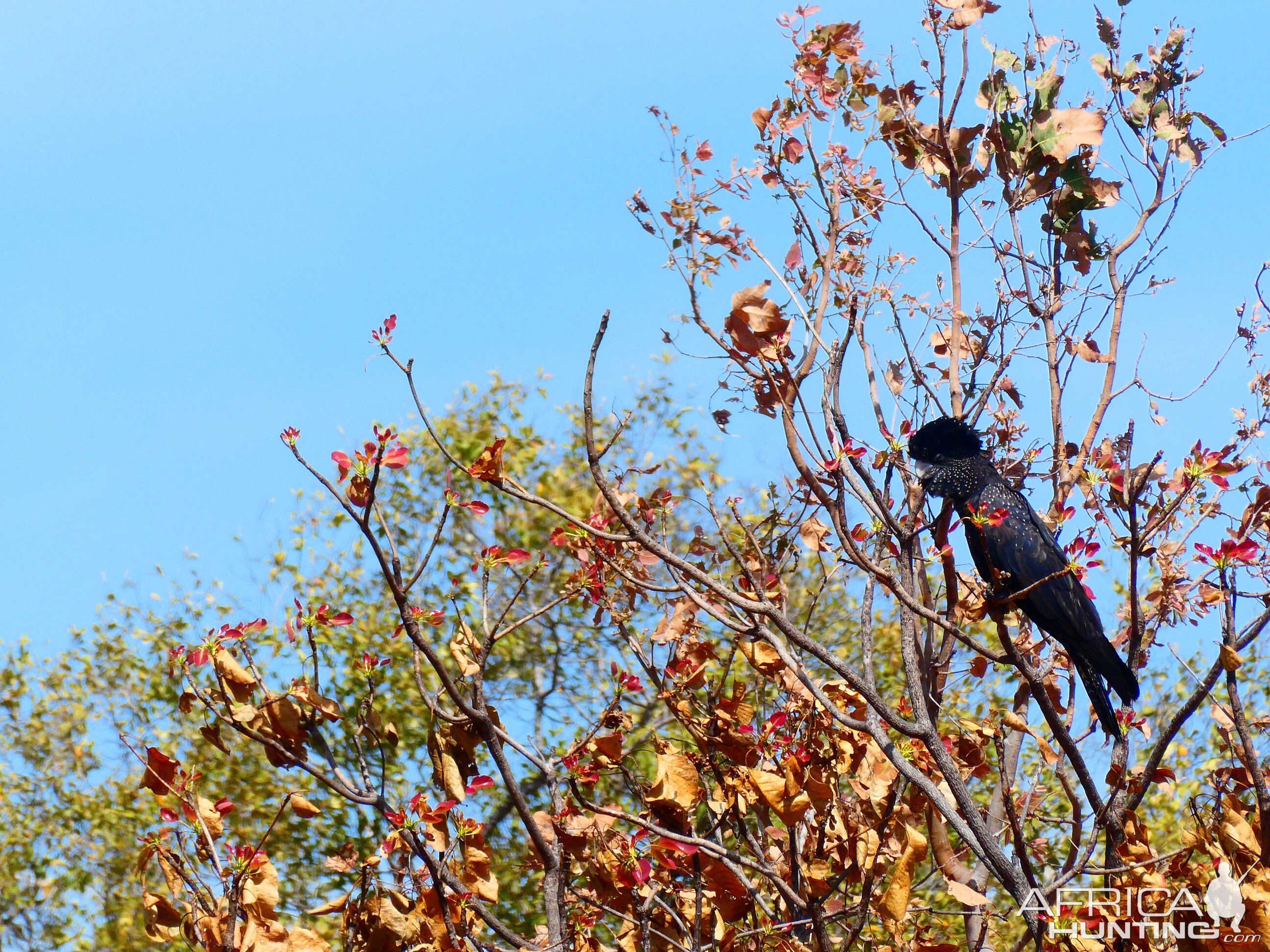 Karrak (red-tailed black cockatoo) Australia