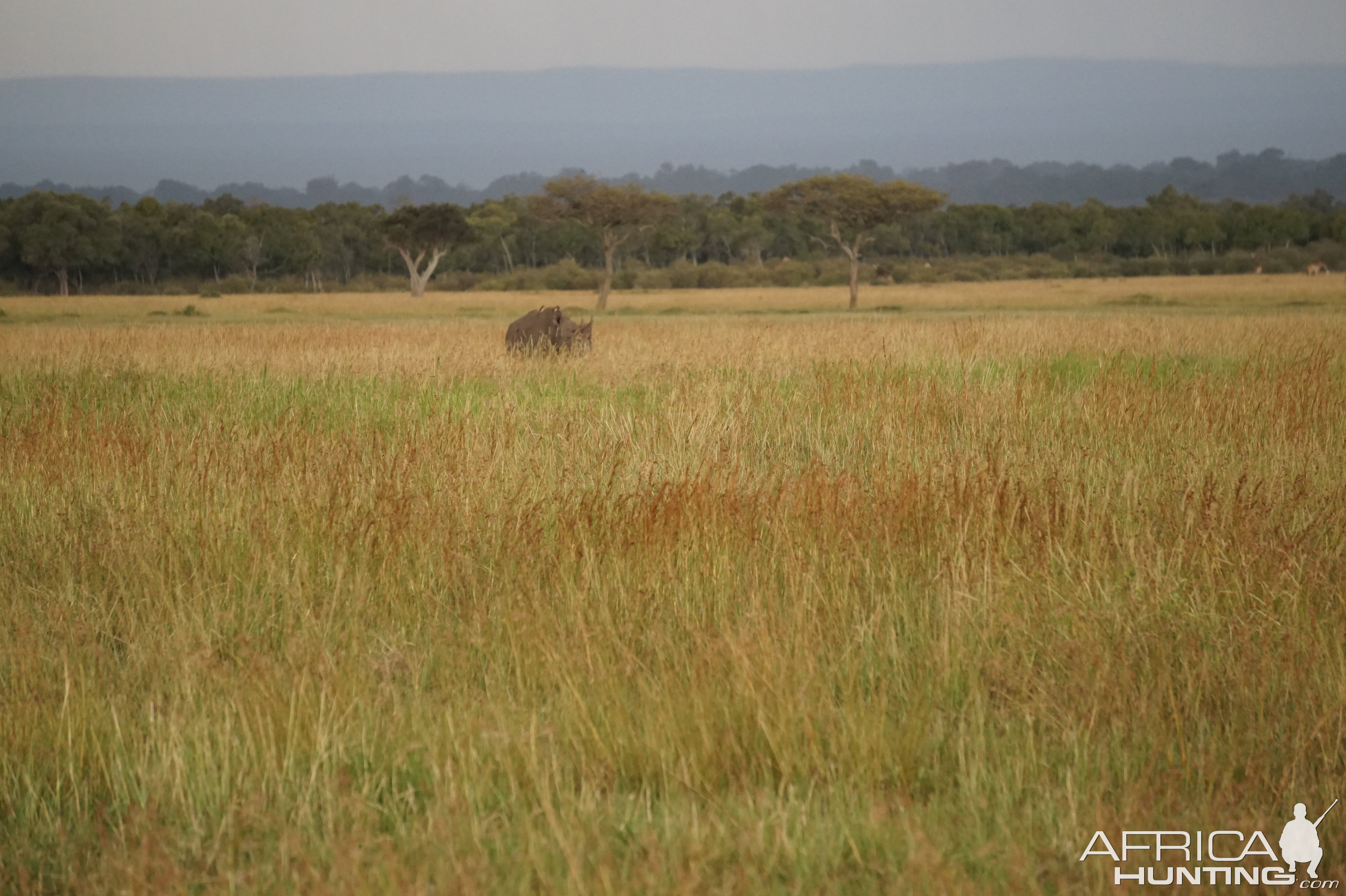 Kenya Black Rhino Maasai Mara