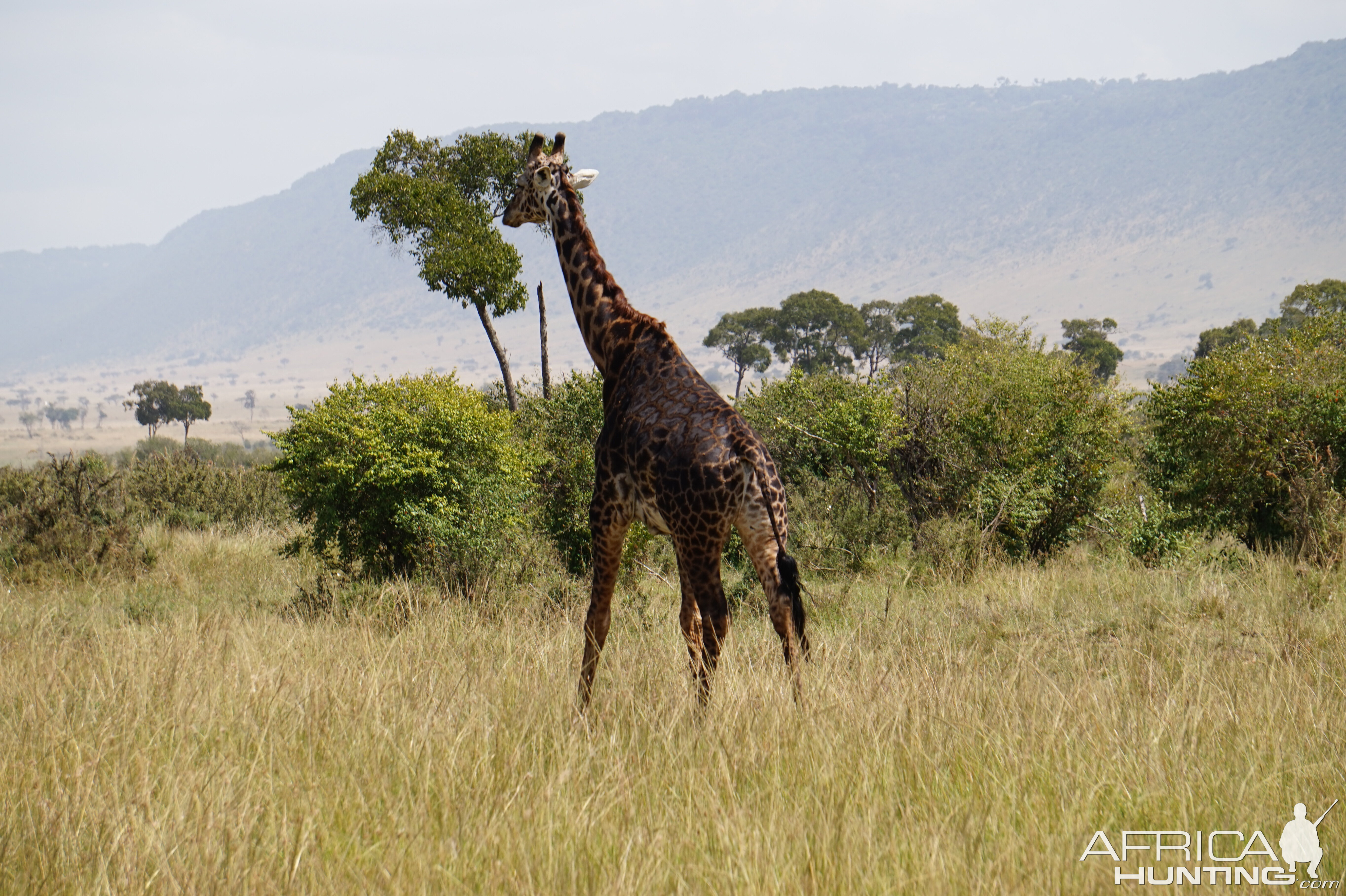 Kenya Giraffe Maasai Mara Photo Safari