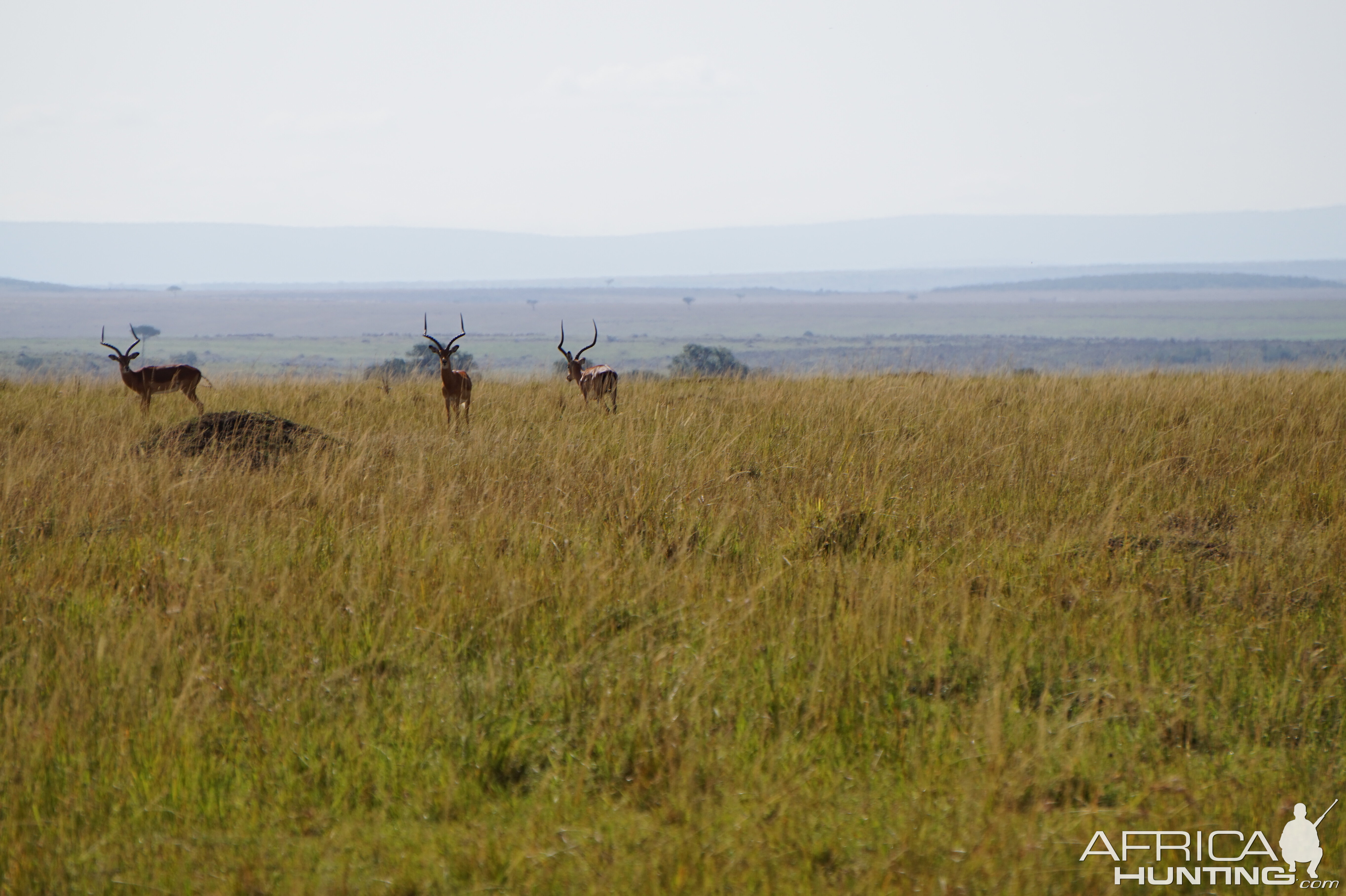 Kenya Impala Maasai Mara