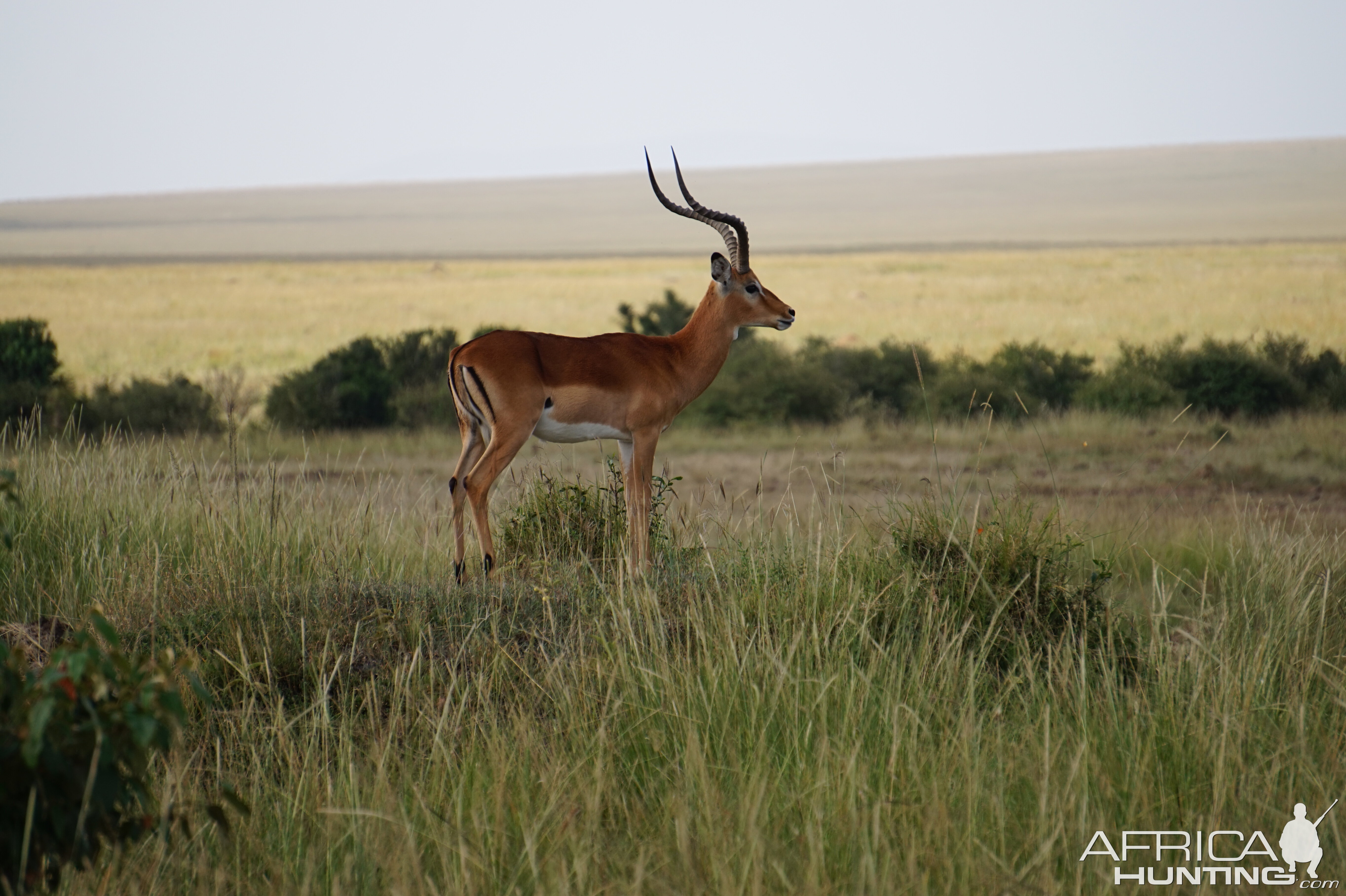 Kenya Impala Maasai Mara