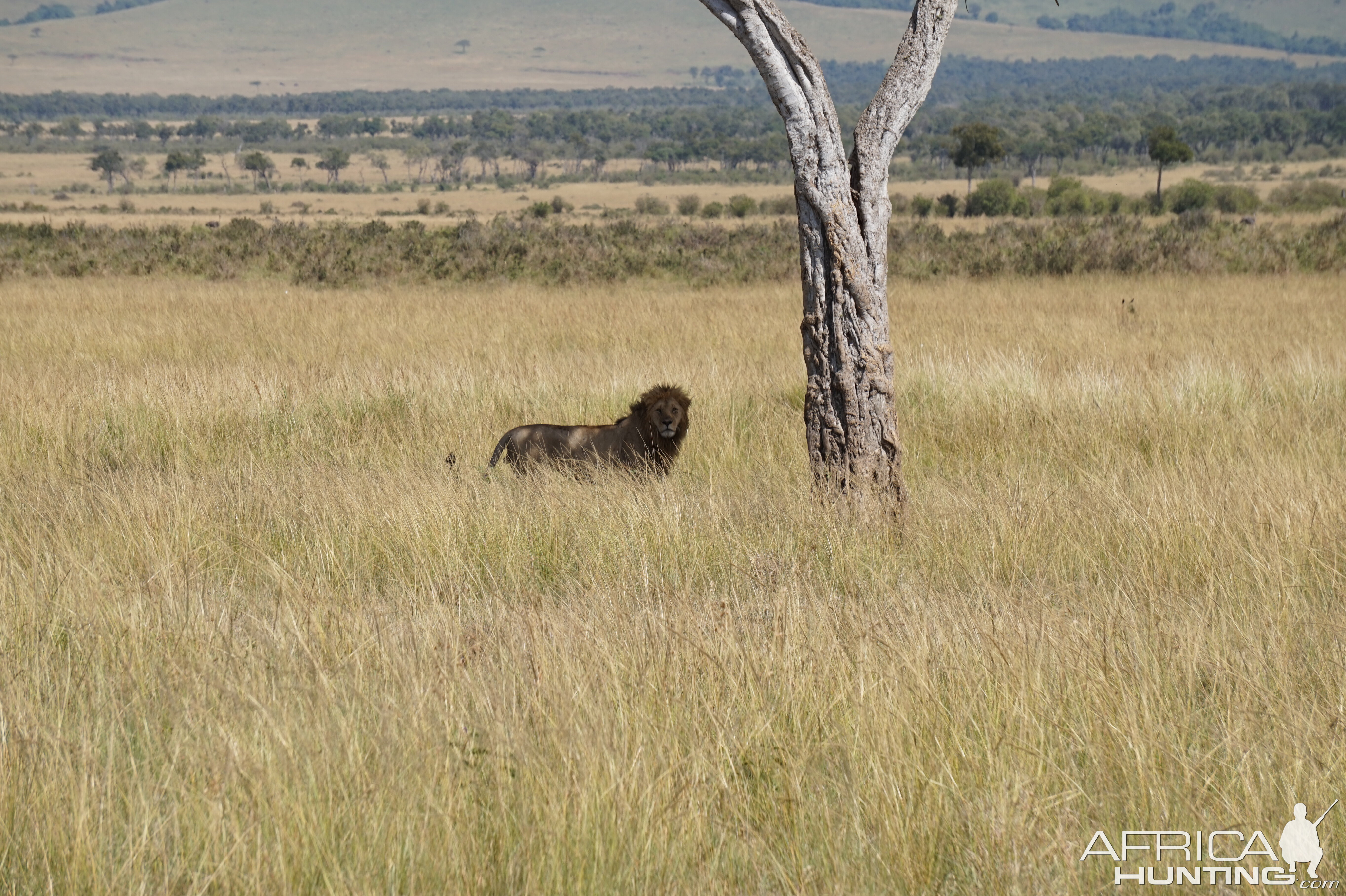 Kenya Lion Maasai Mara Photo Safari