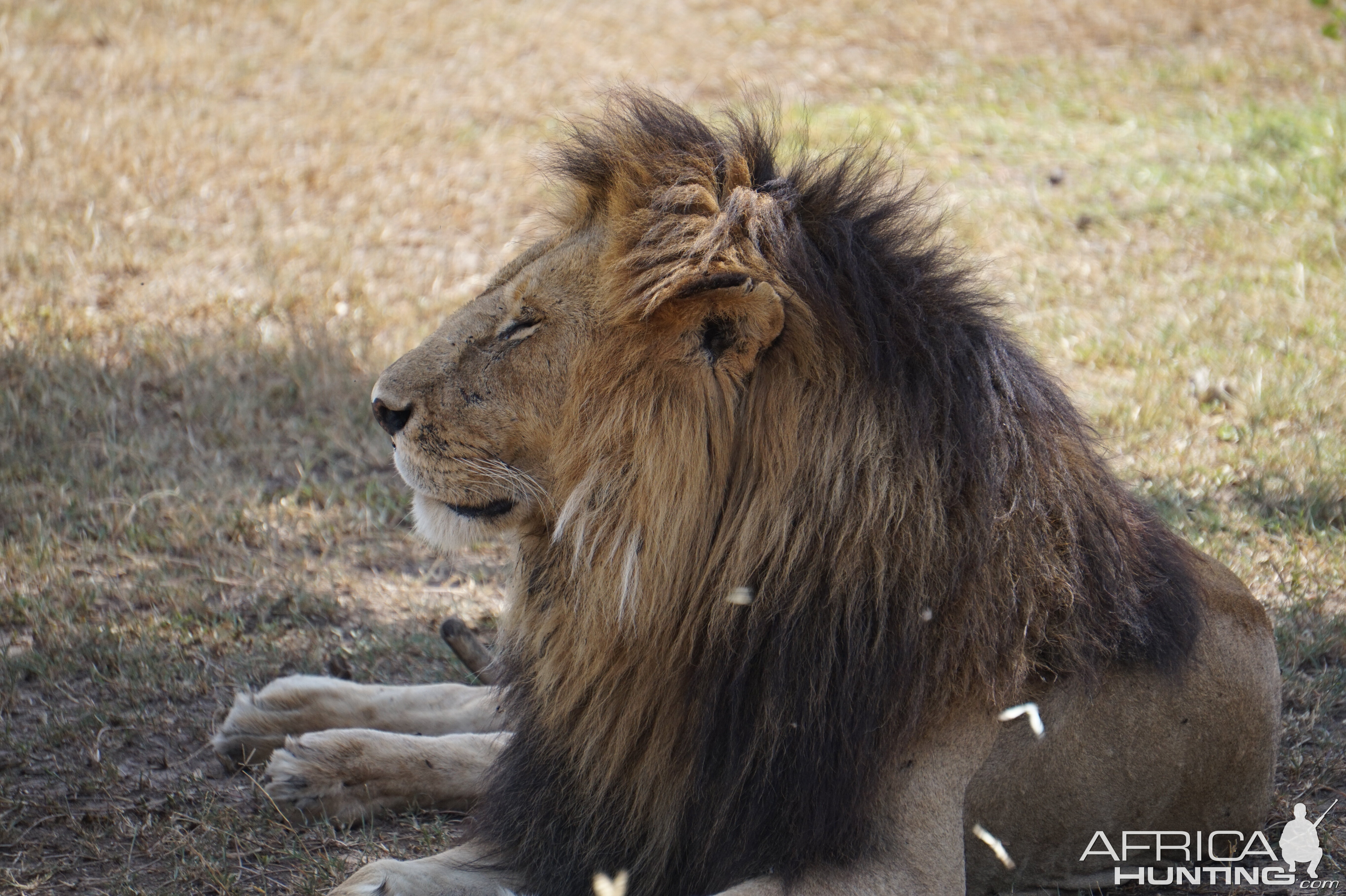 Kenya Maasai Mara Lion