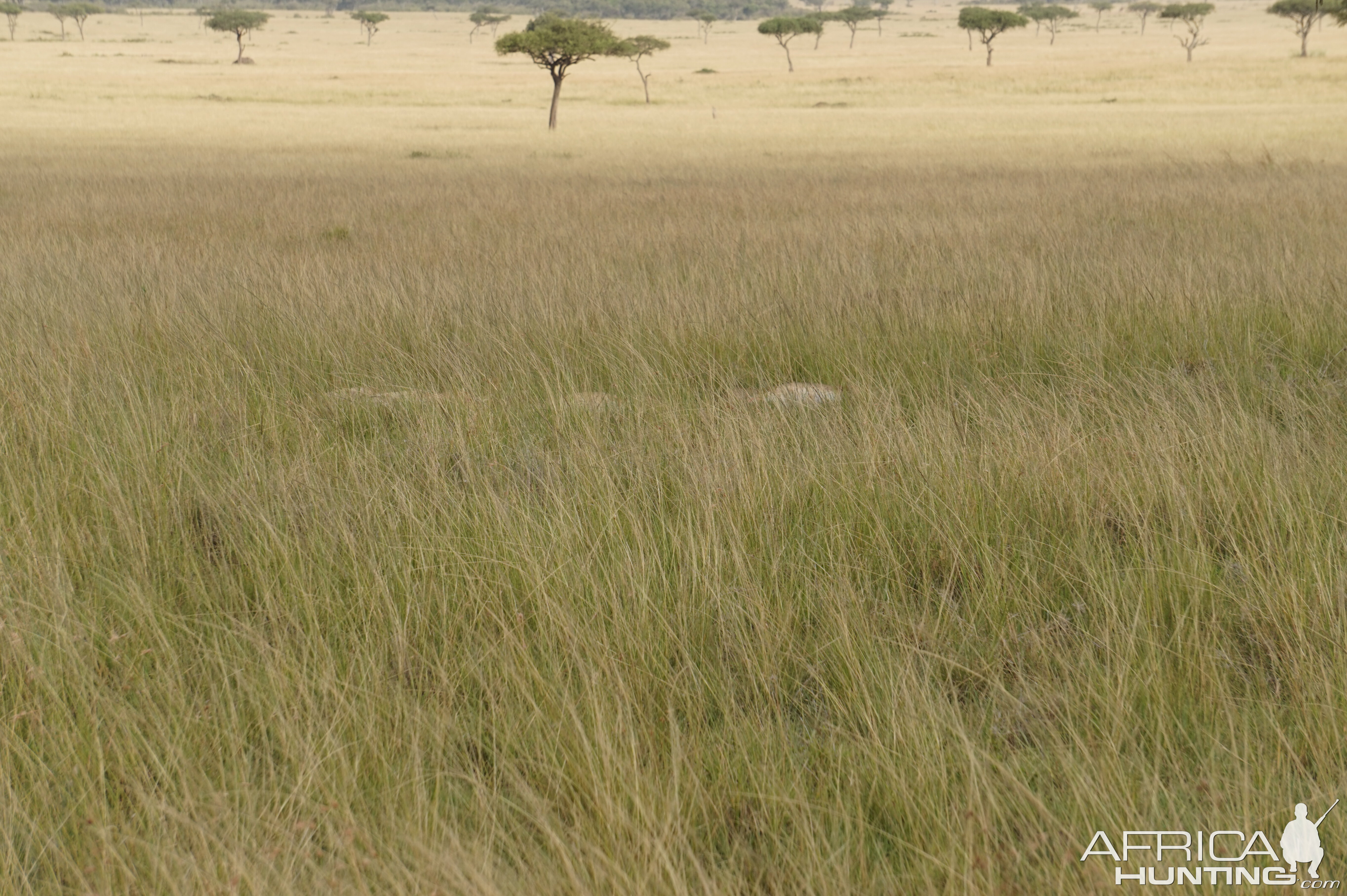 Kenya Maasai Mara Lions