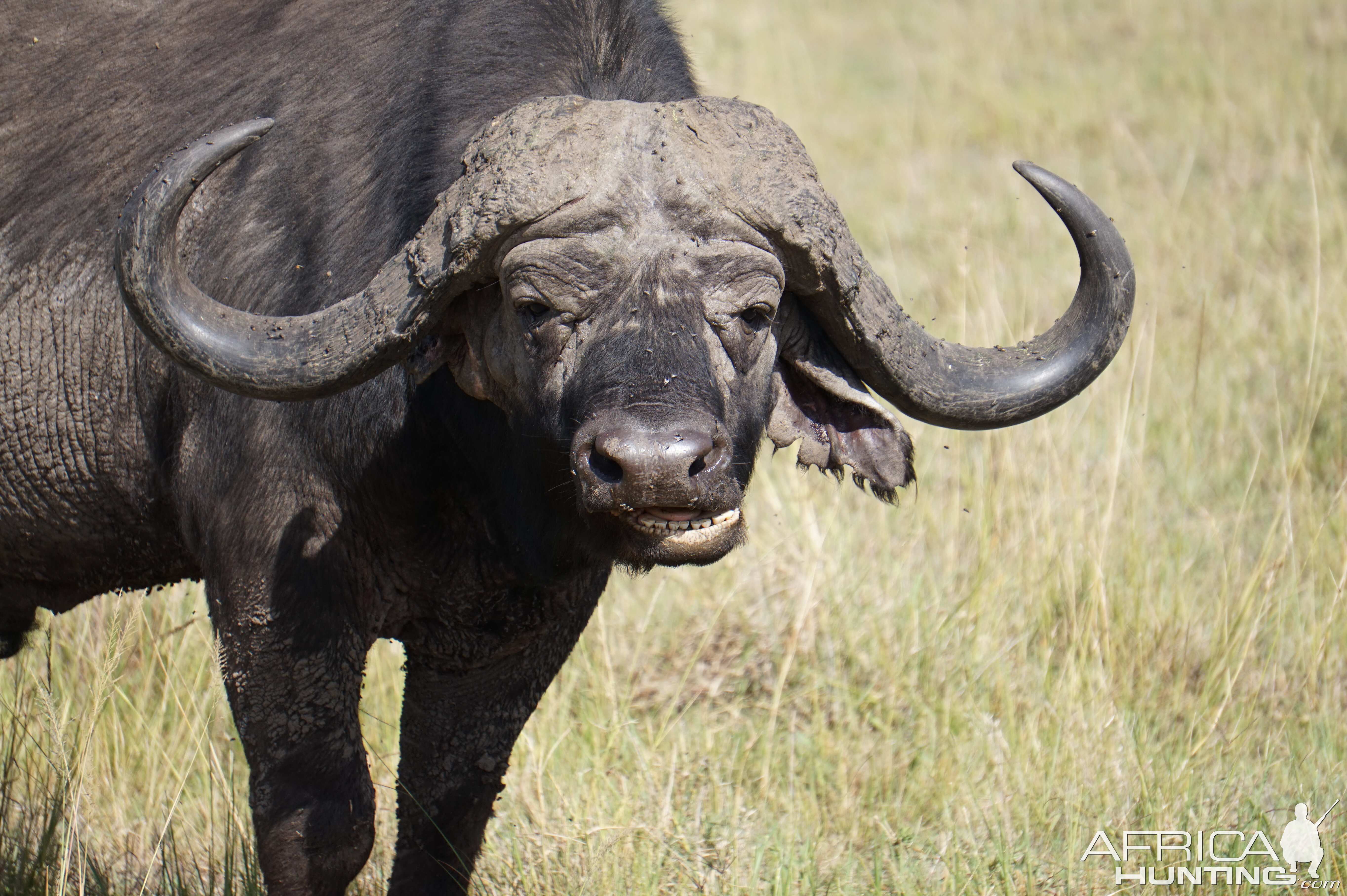 Kenya Maasai Mara Photo Safari Buffalo