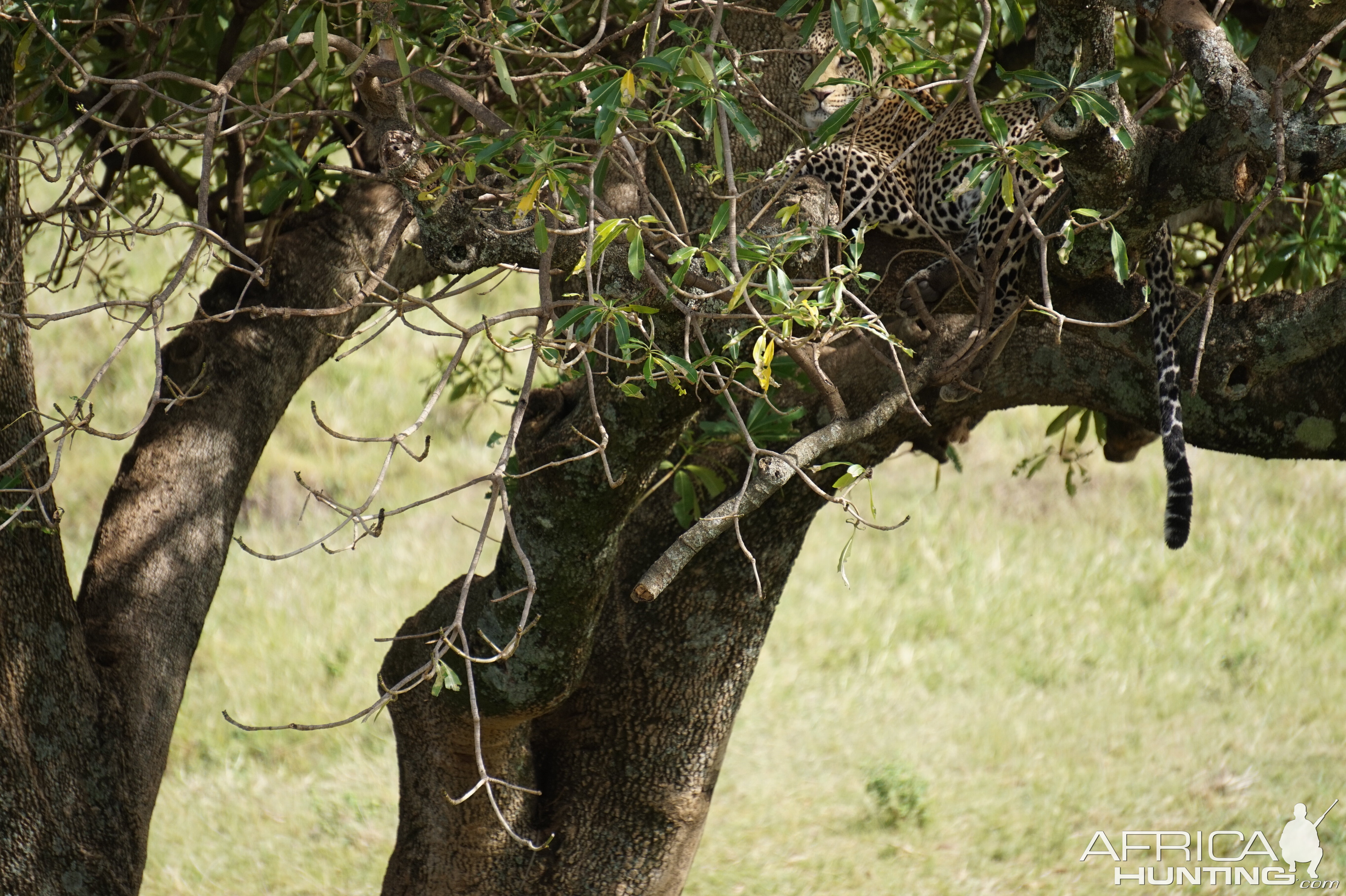 Kenya Maasai Mara Photo Safari Leopard