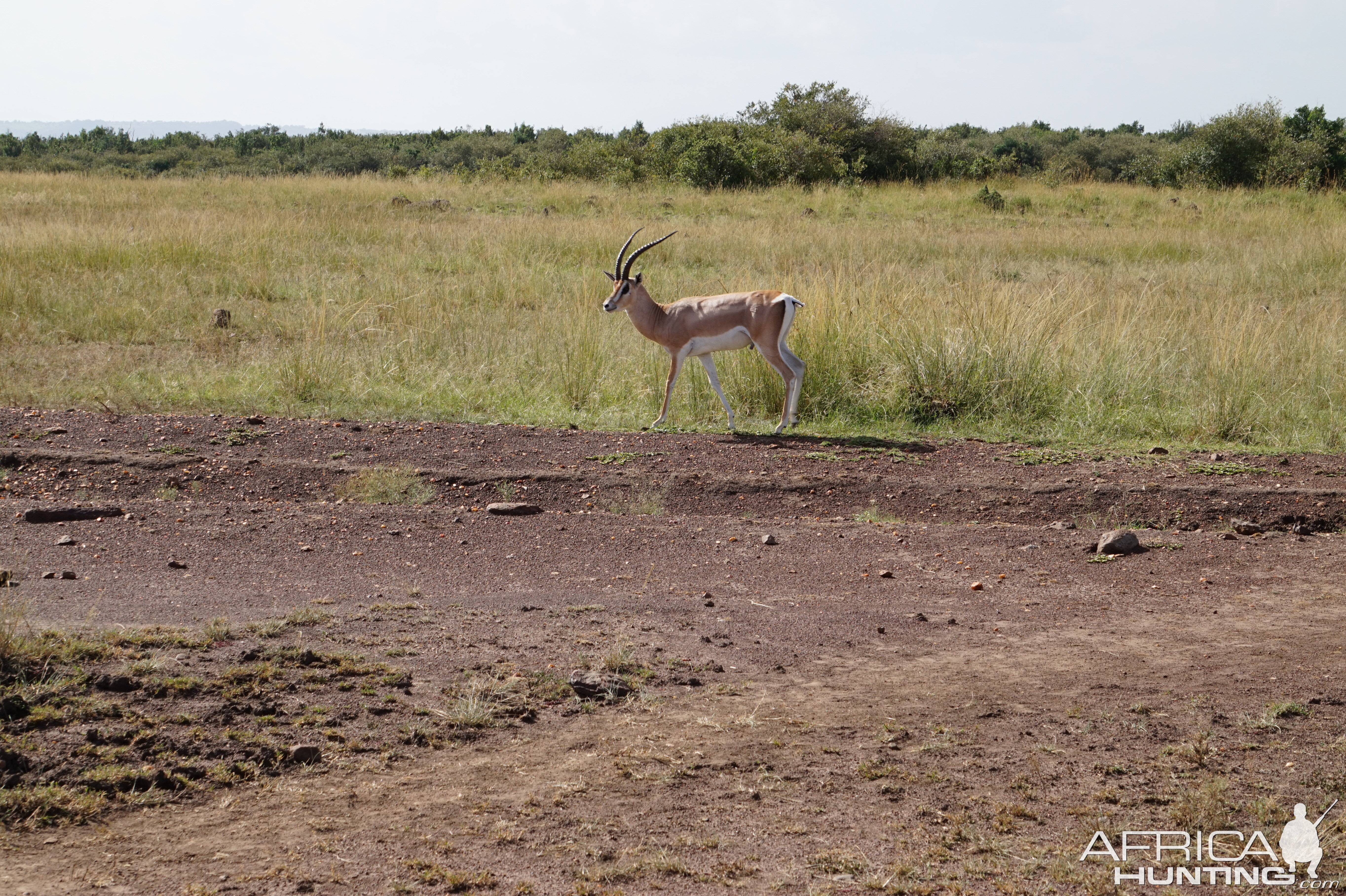 Kenya  Thomson's Gazelles Maasai Mara Photo Safari