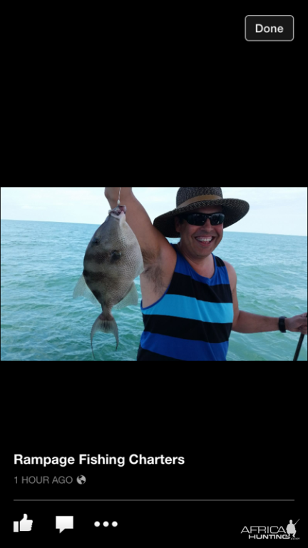 Key West Trigger Fish