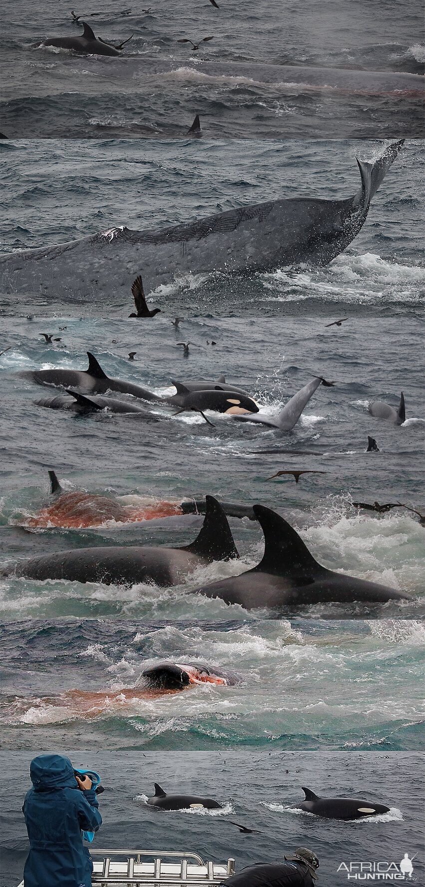 Killer Whales attacking a Blue Whale