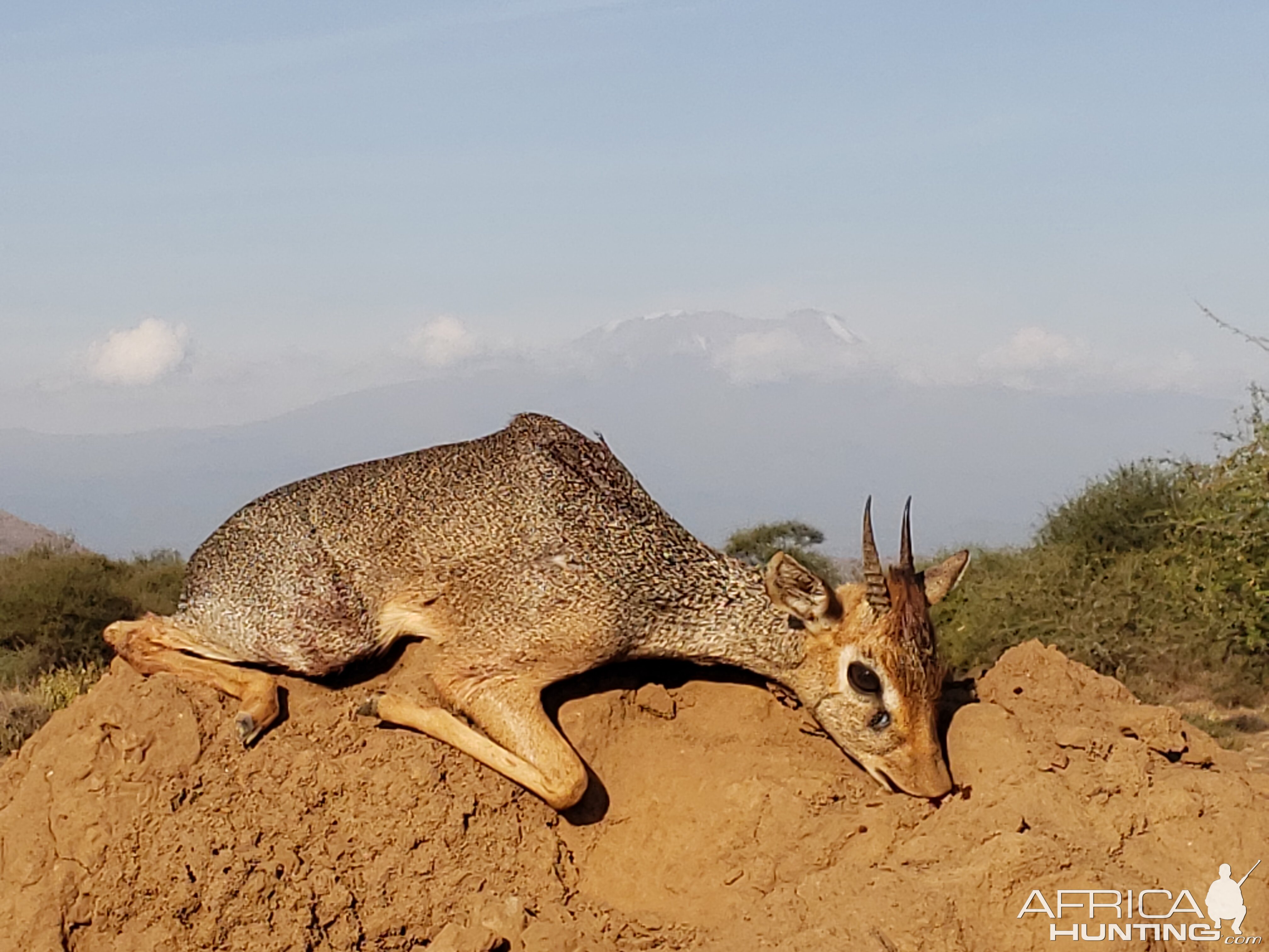 Kirk's dik-dik Hunting Tanzania