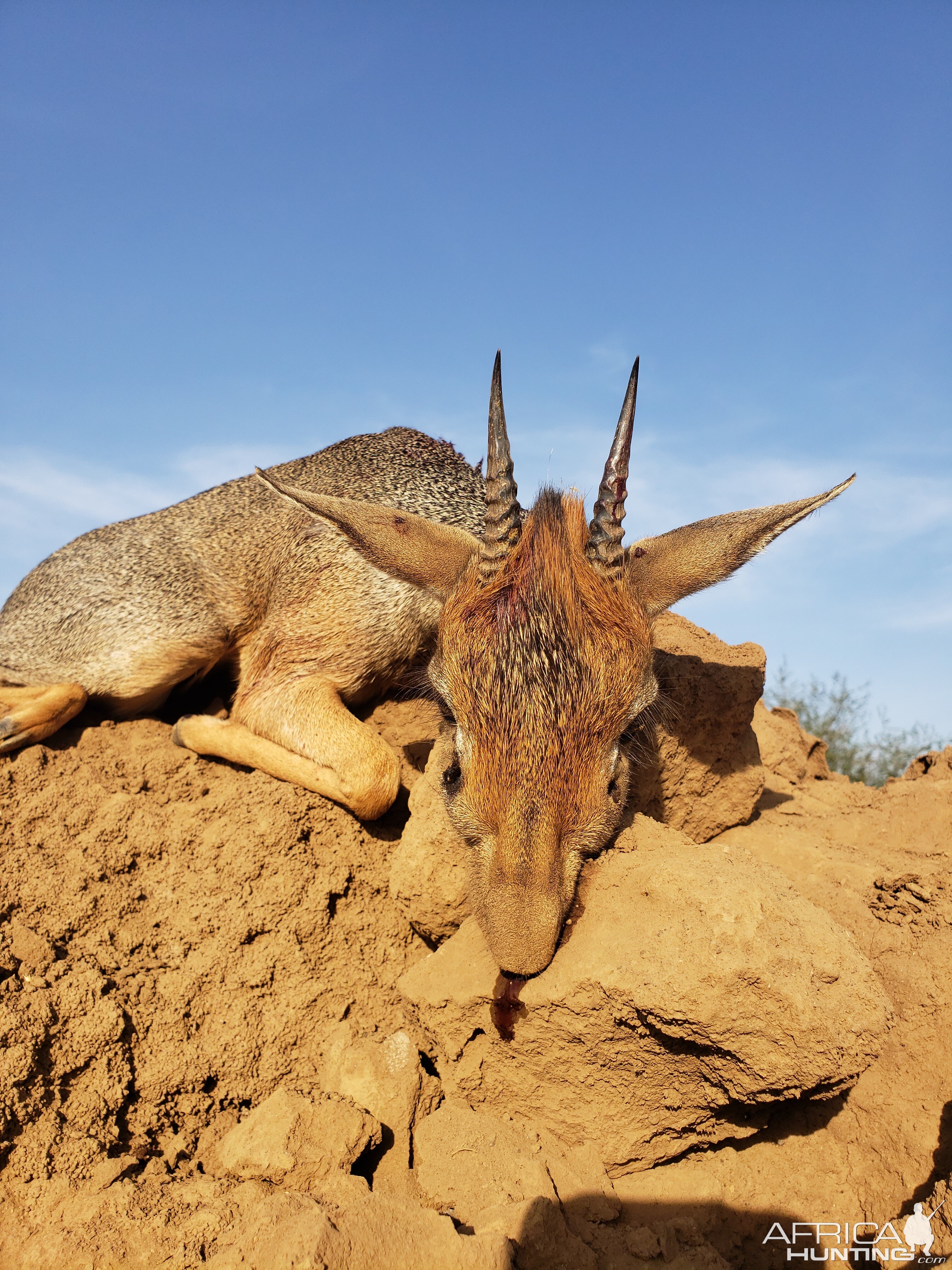 Kirk's dik-dik Hunting Tanzania