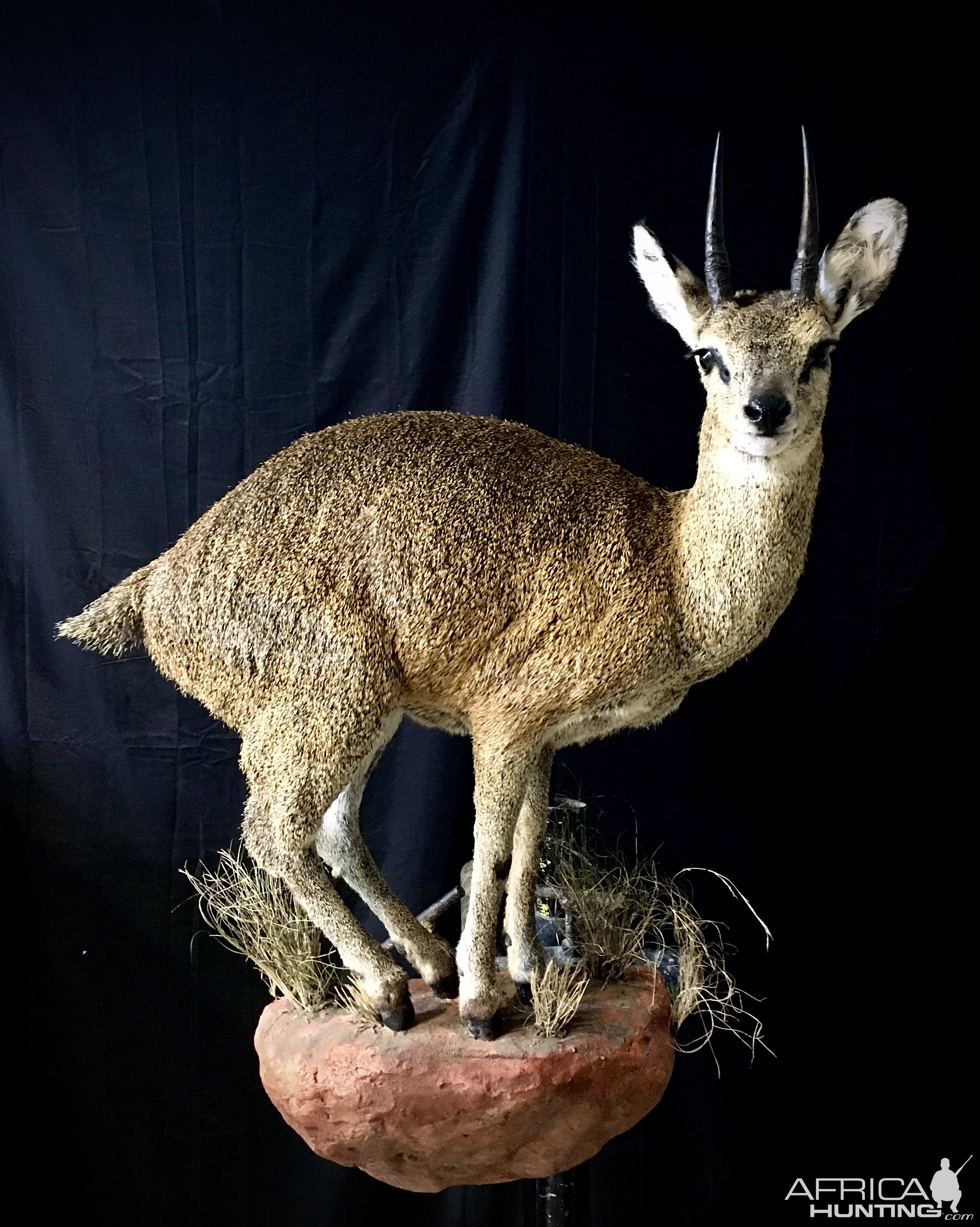 Klipspringer Full Mount Taxidermy