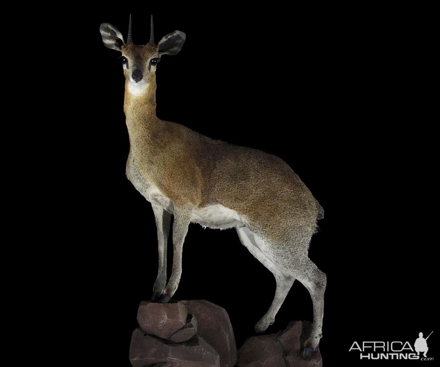 Klipspringer Full Mount Taxidermy