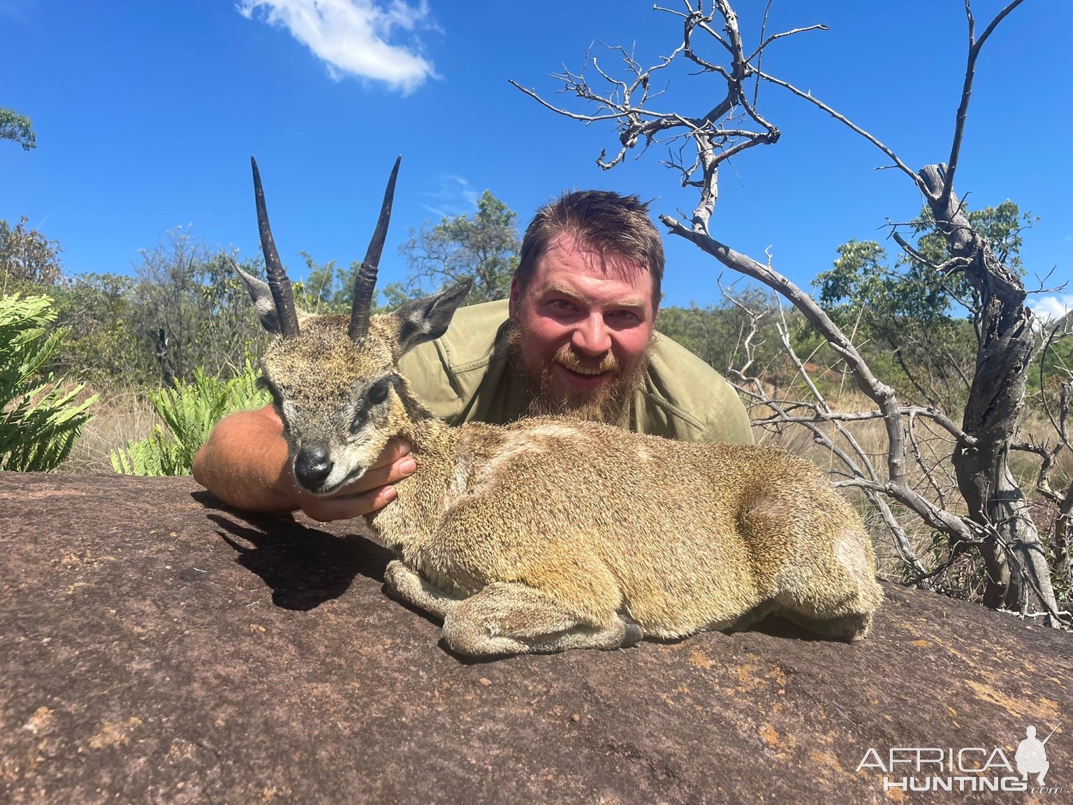 Klipspringer Hunt Limpopo South Africa