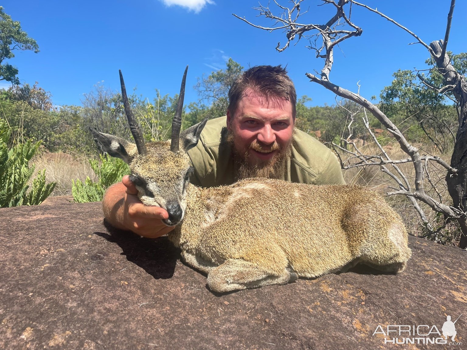 Klipspringer Hunt Limpopo South Africa