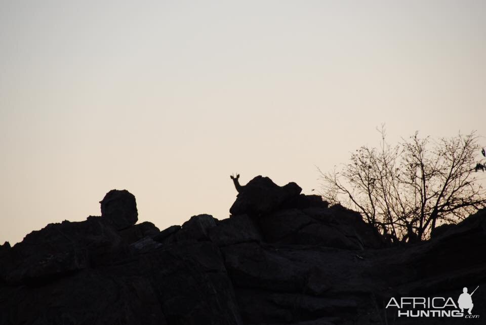 Klipspringer in the dawn