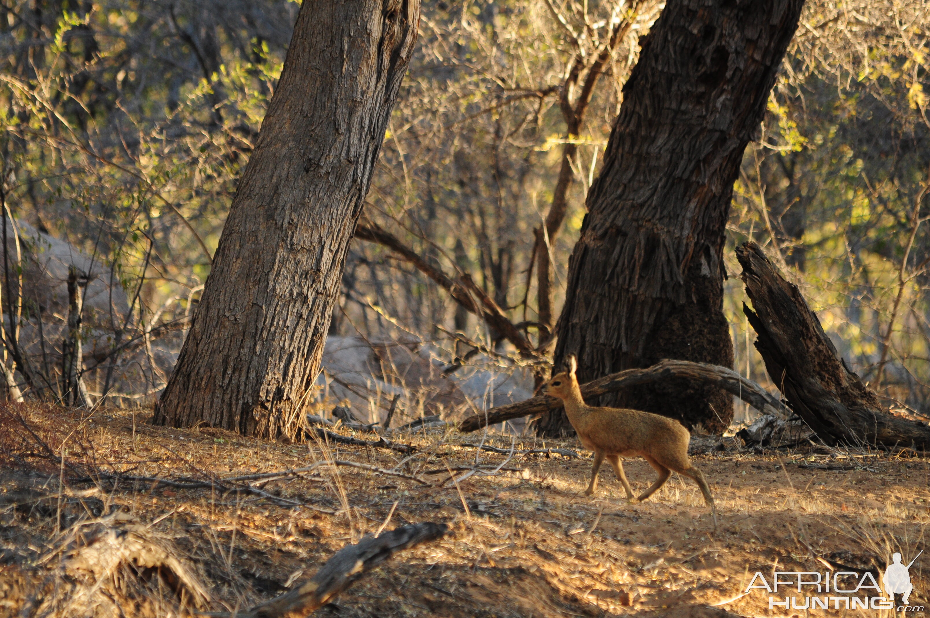 Klipspringer Namibia