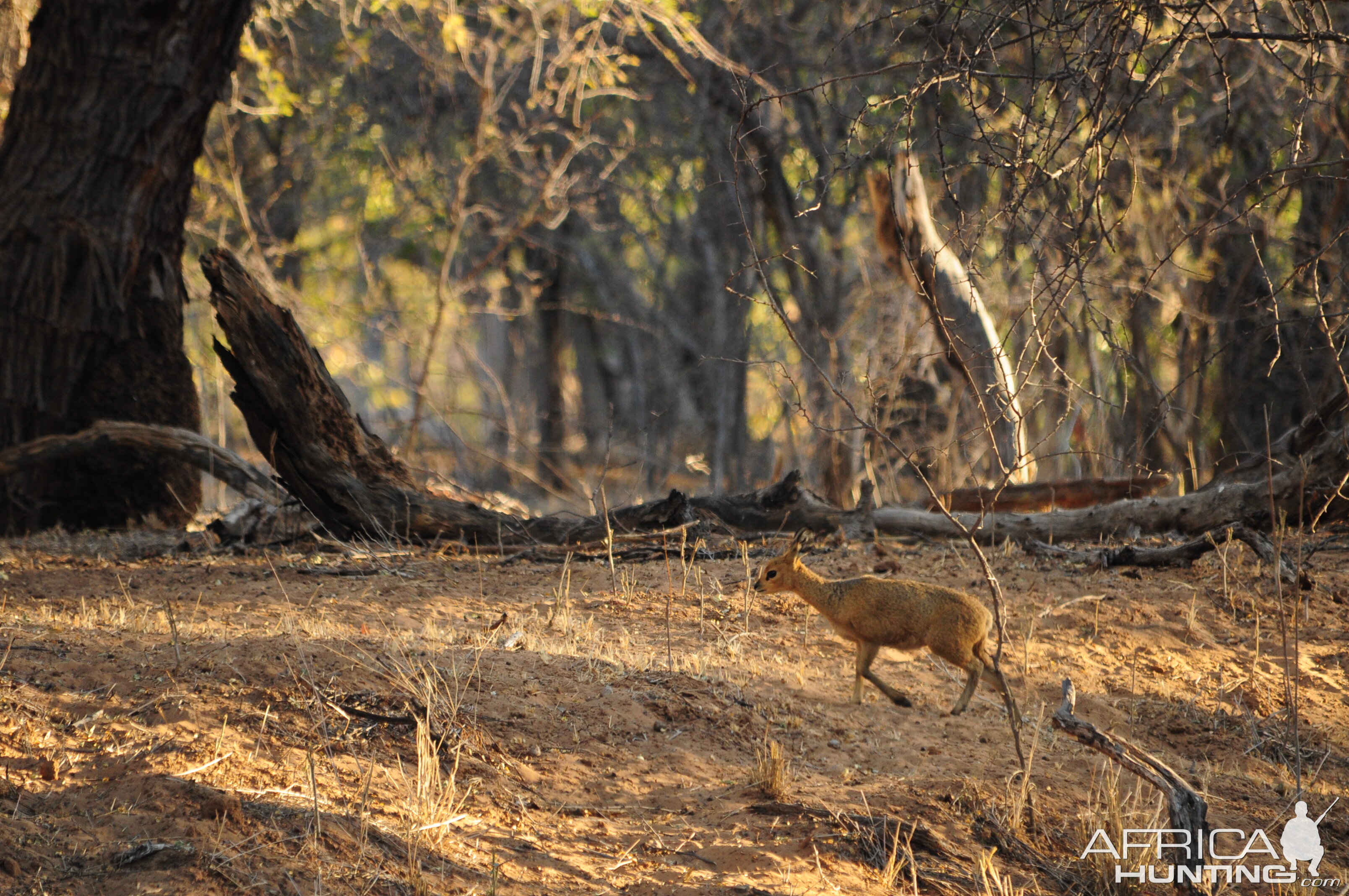 Klipspringer Namibia