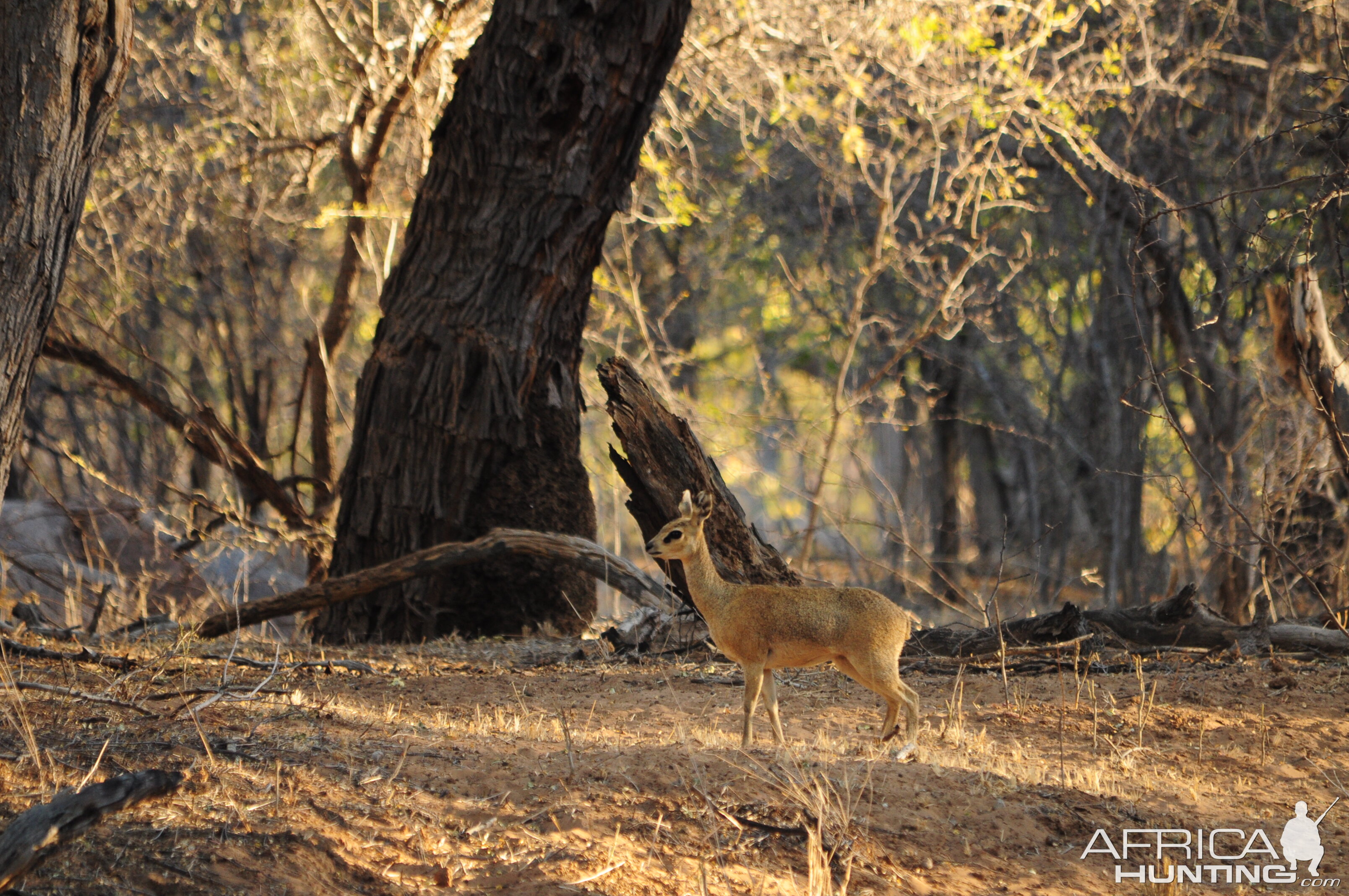 Klipspringer Namibia