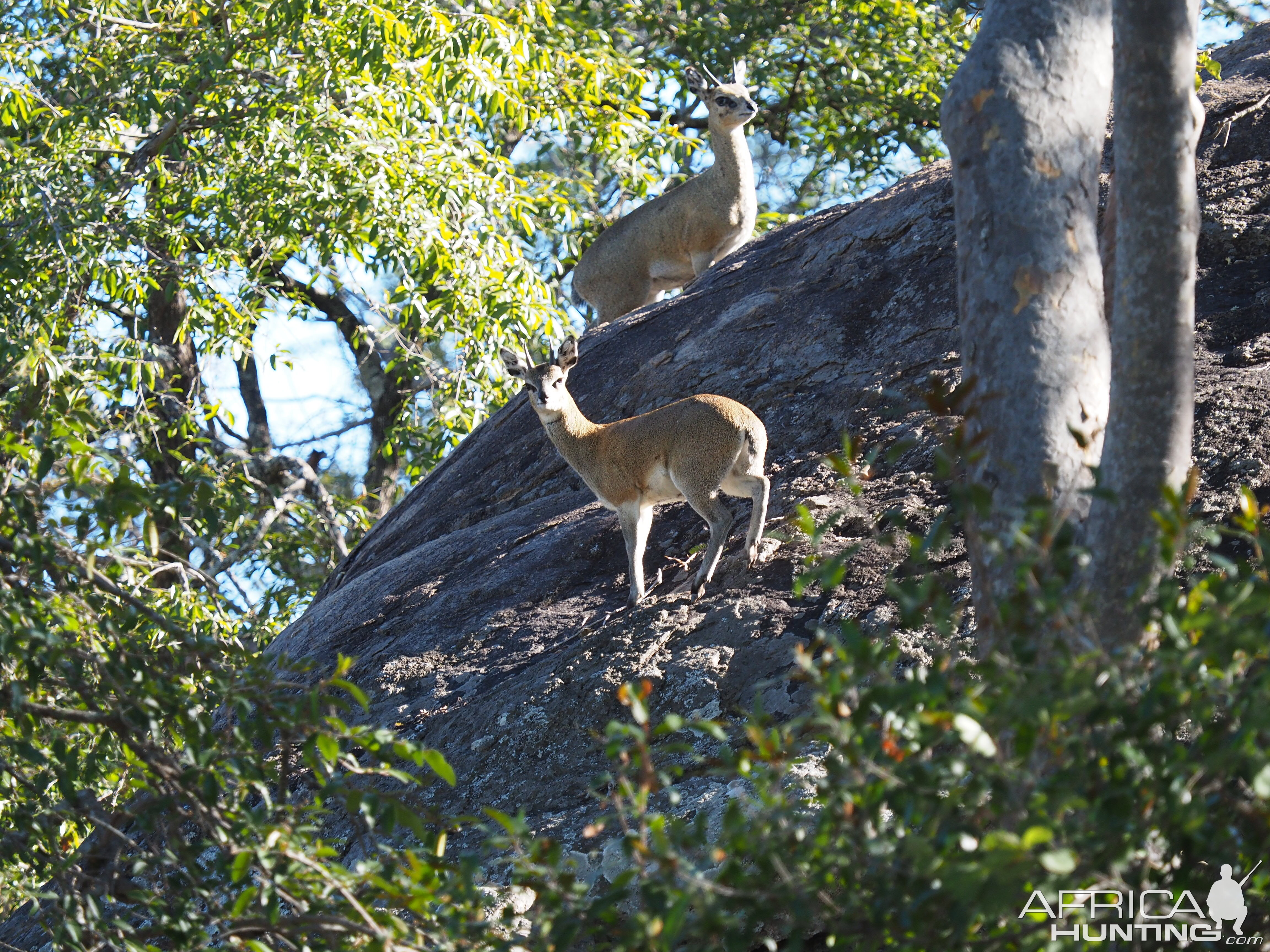 Klipspringer Pair Zimbabwe