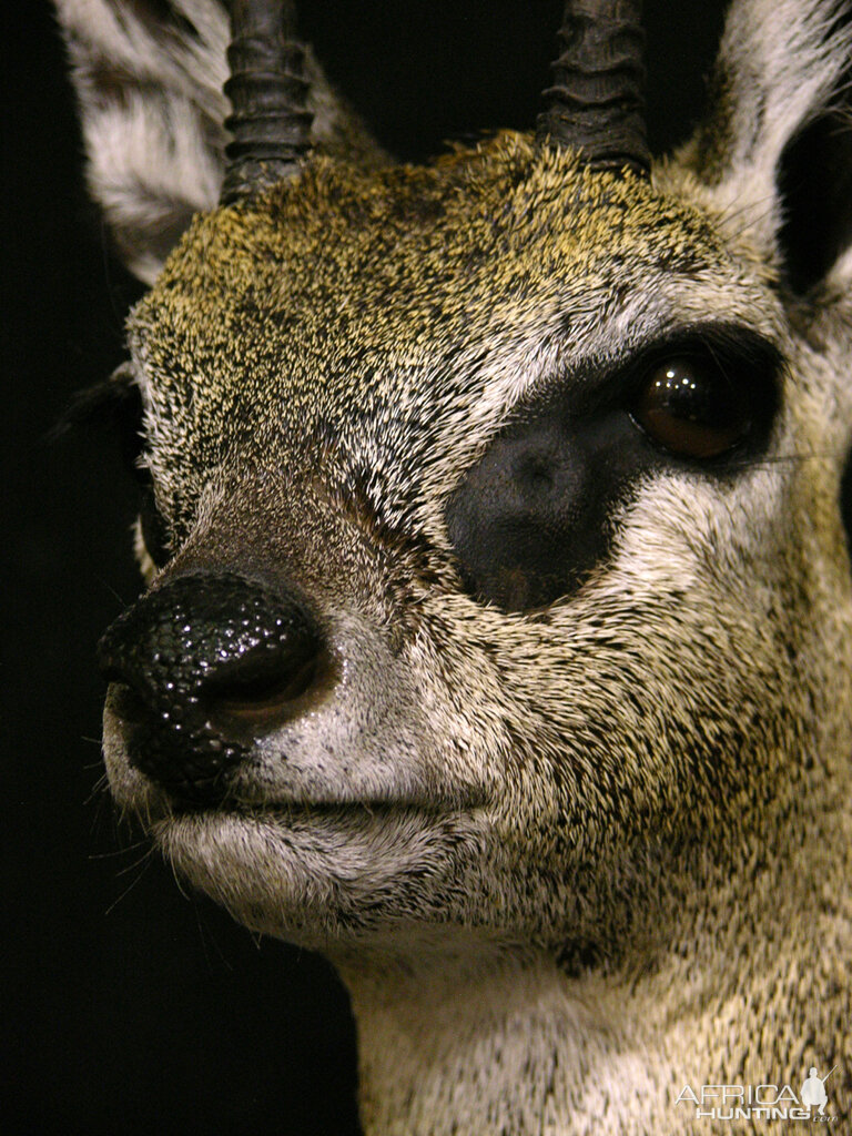 Klipspringer Shoulder Mount Taxidermy