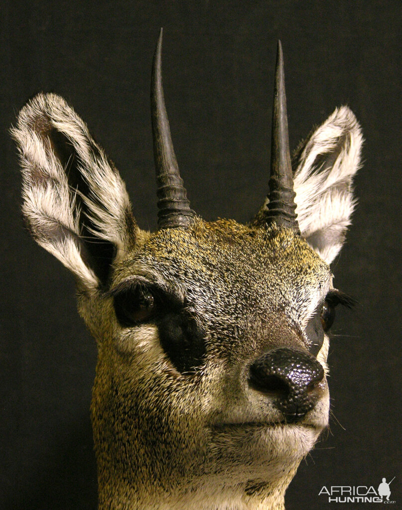 Klipspringer Shoulder Mount Taxidermy