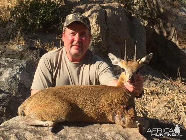 Klipspringer Zimbabwe Hunt