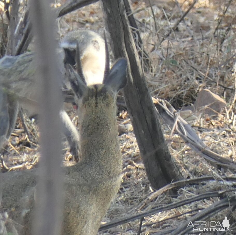 Klipspringer