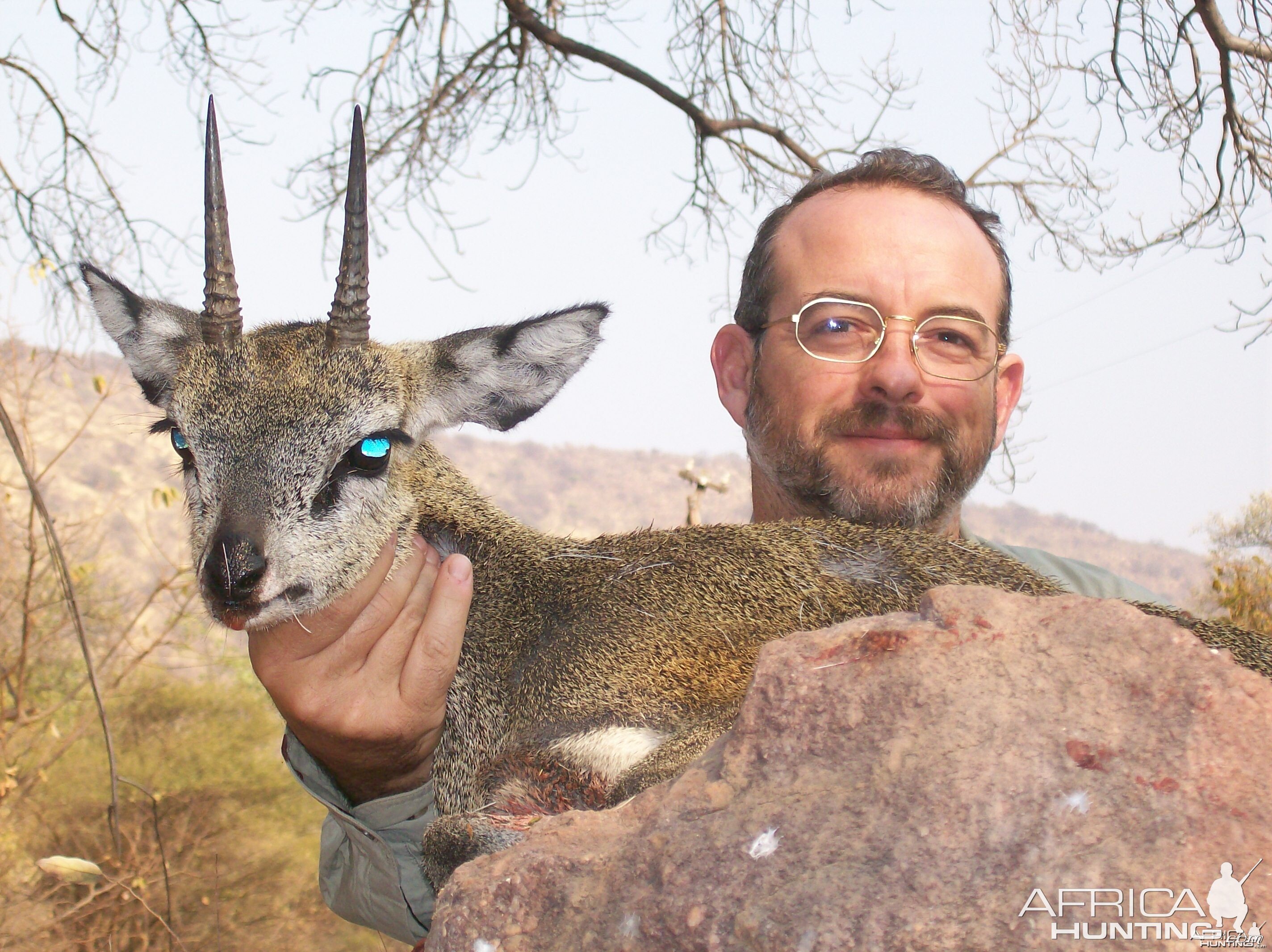 Klipspringer