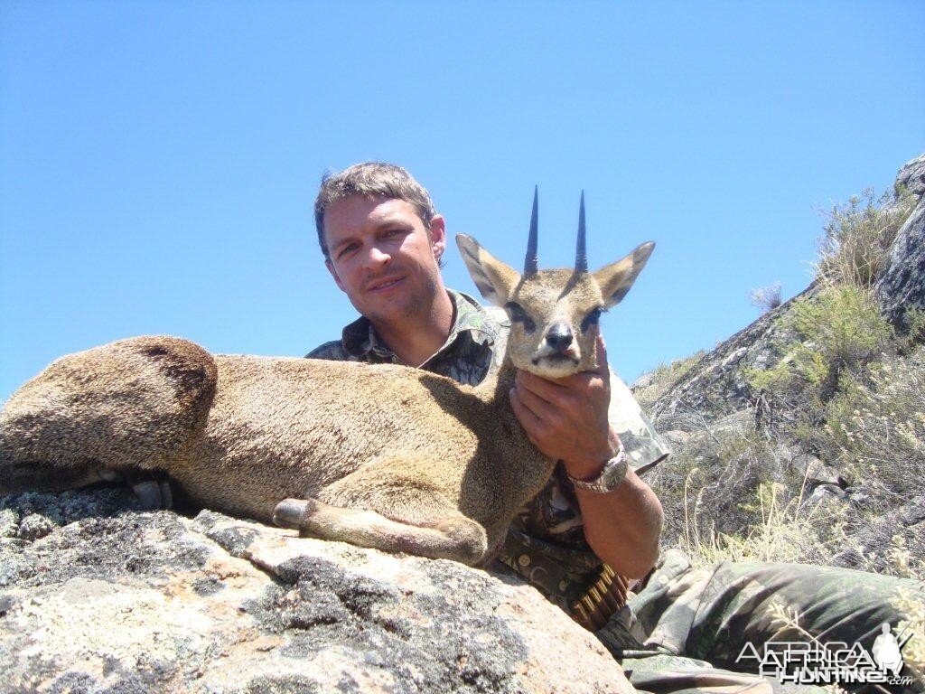 Klipspringer