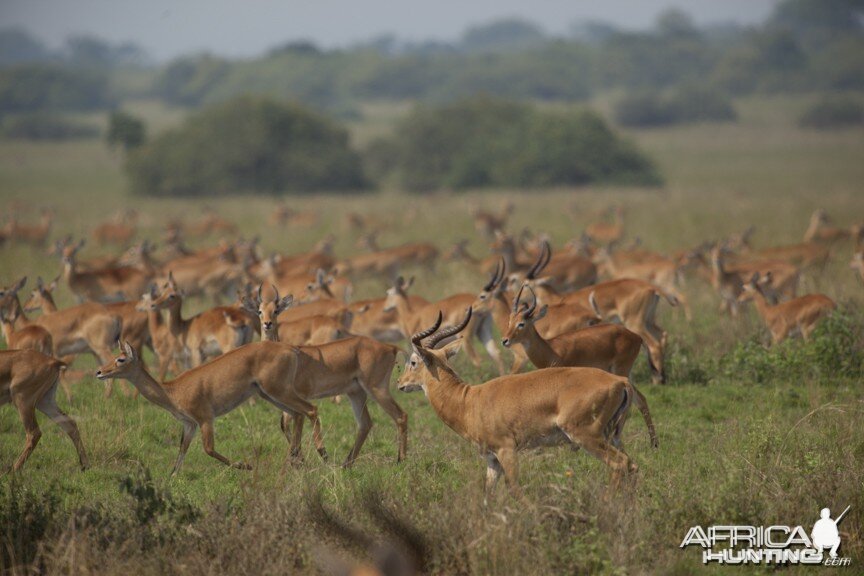 Kob by the score in Uganda