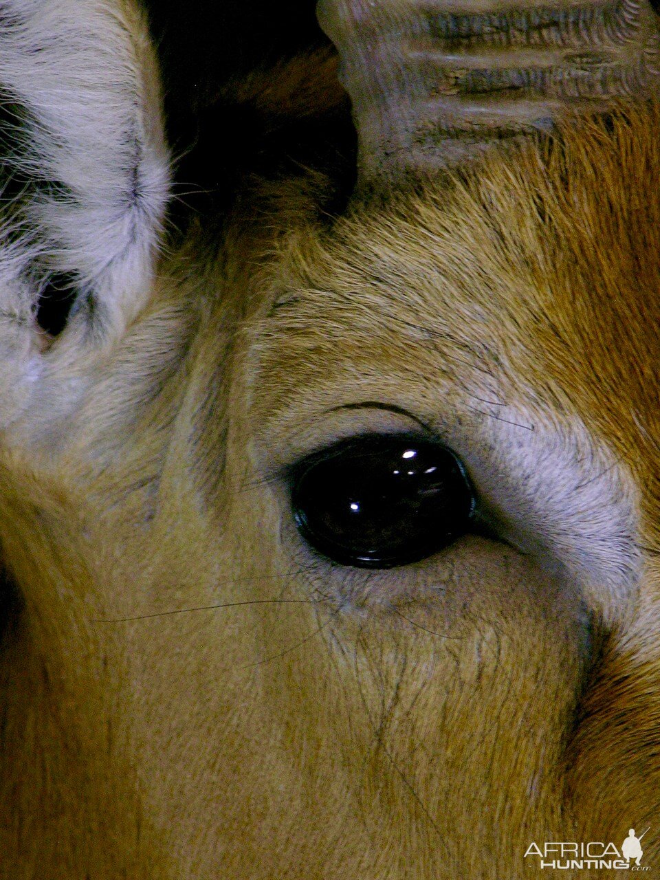 Kob Shoulder Mount Taxidermy Up Close