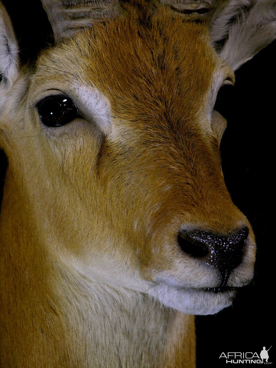 Kob Shoulder Mount Taxidermy Up Close