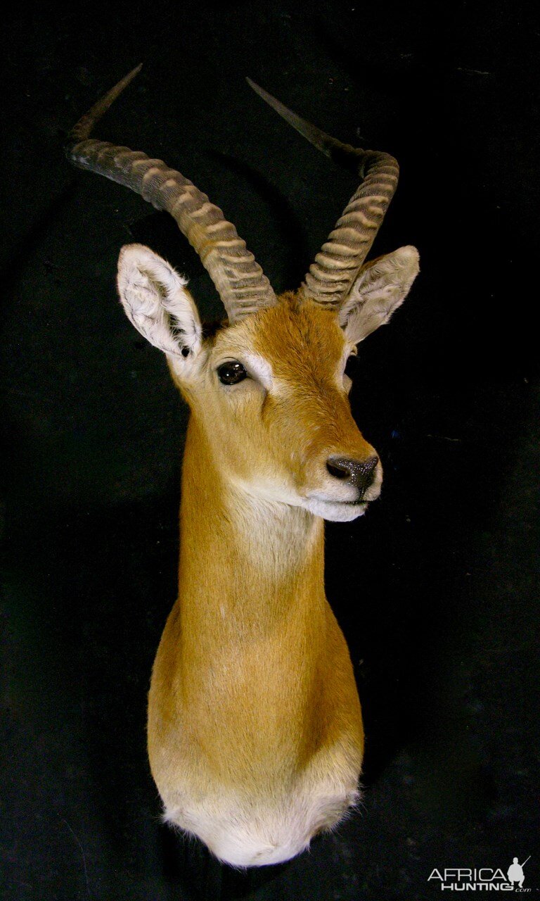 Kob Shoulder Mount Taxidermy