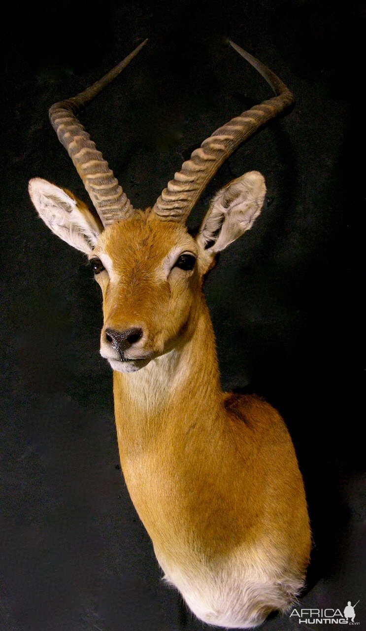 Kob Shoulder Mount Taxidermy