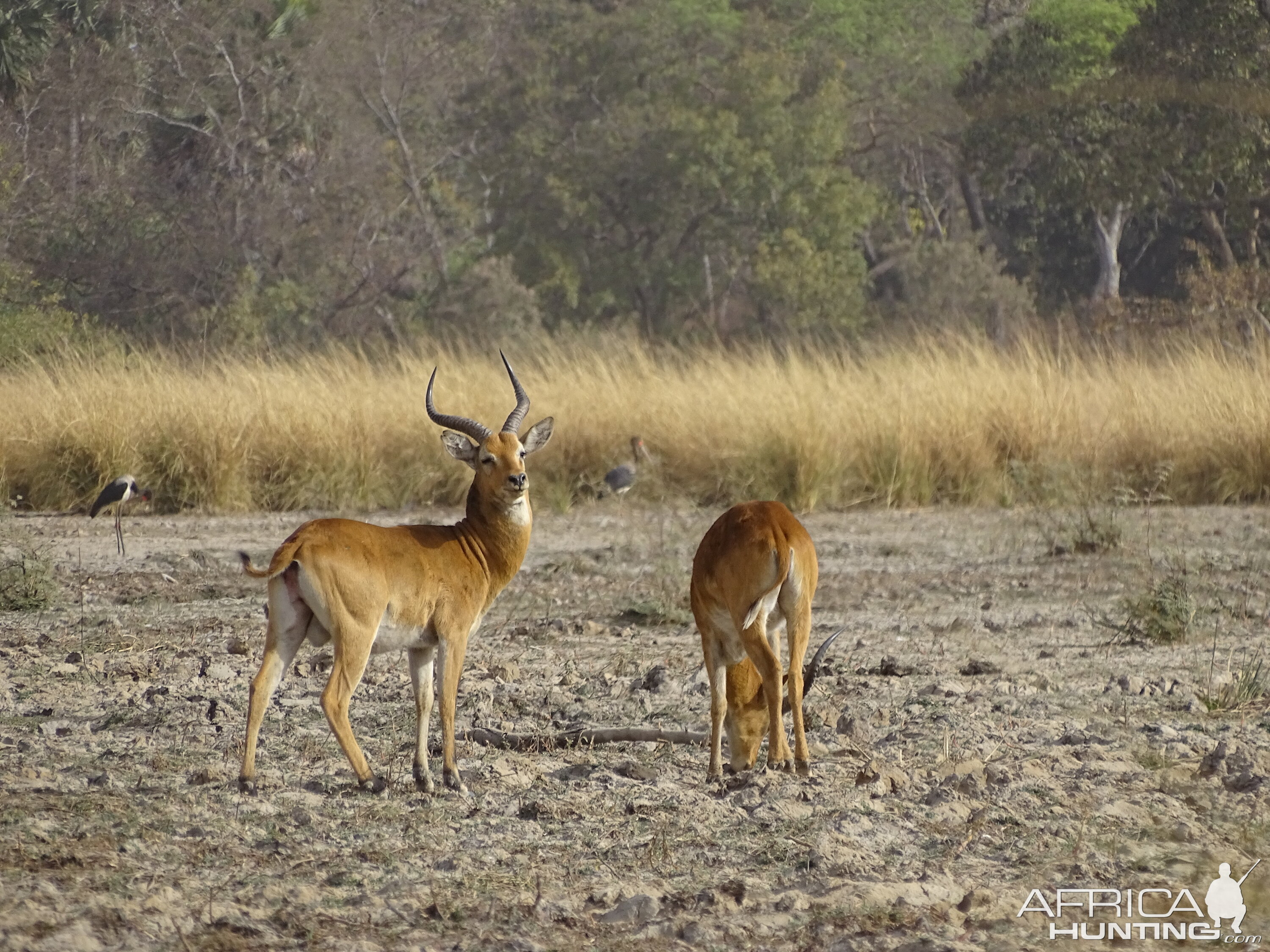 Kob Wildlife Benin