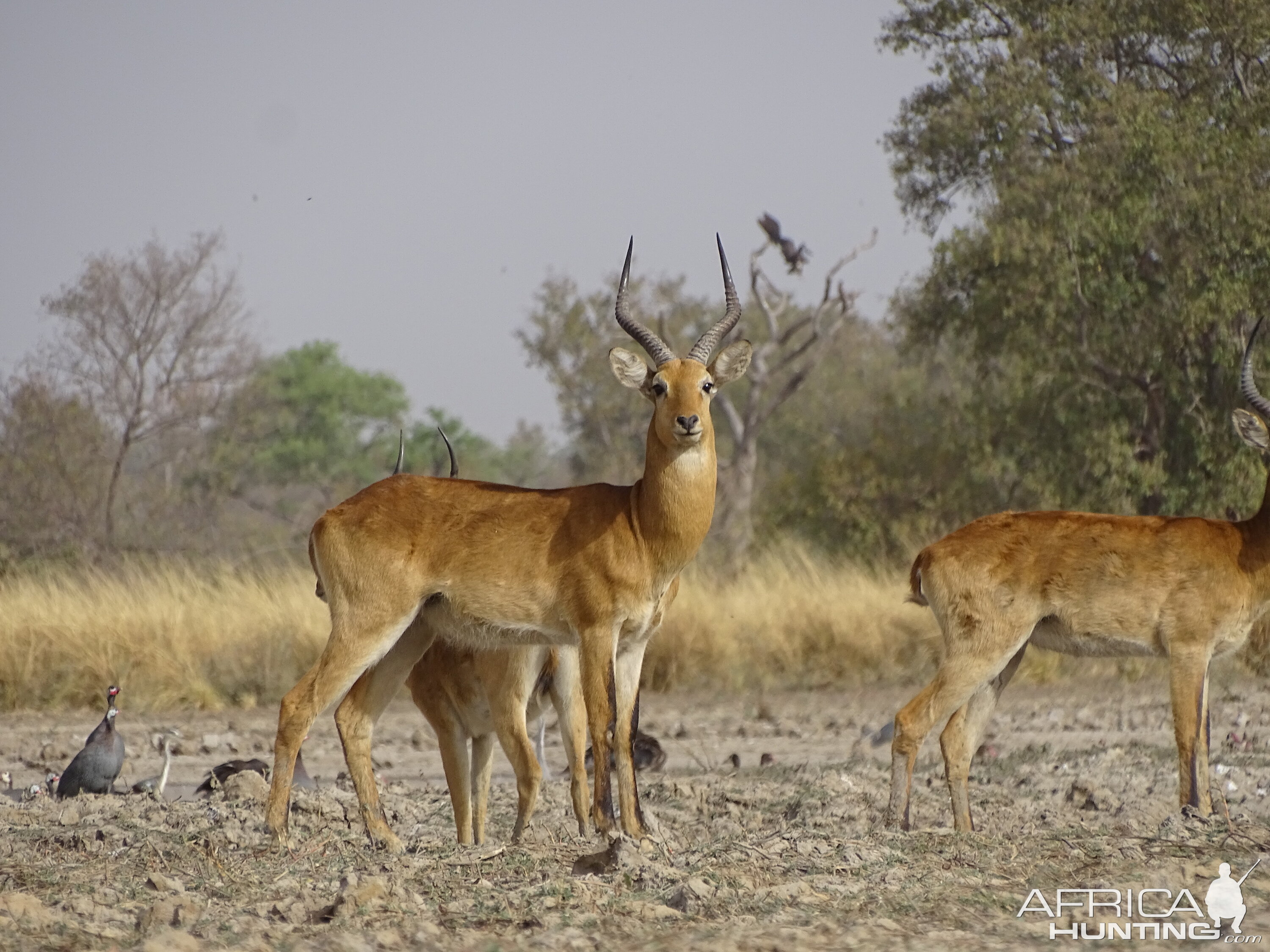 Kob Wildlife Benin | AfricaHunting.com