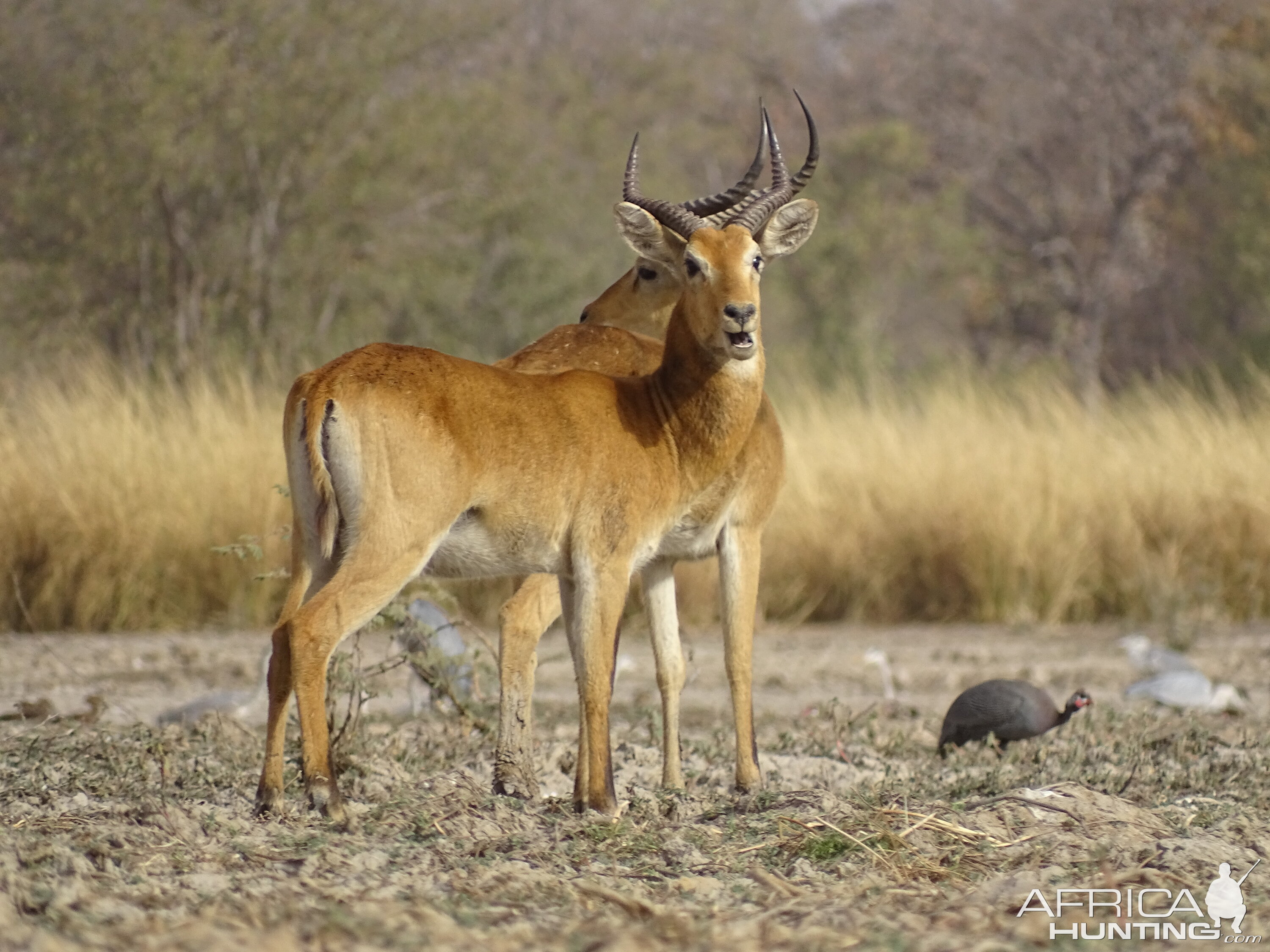 Kob Wildlife Benin