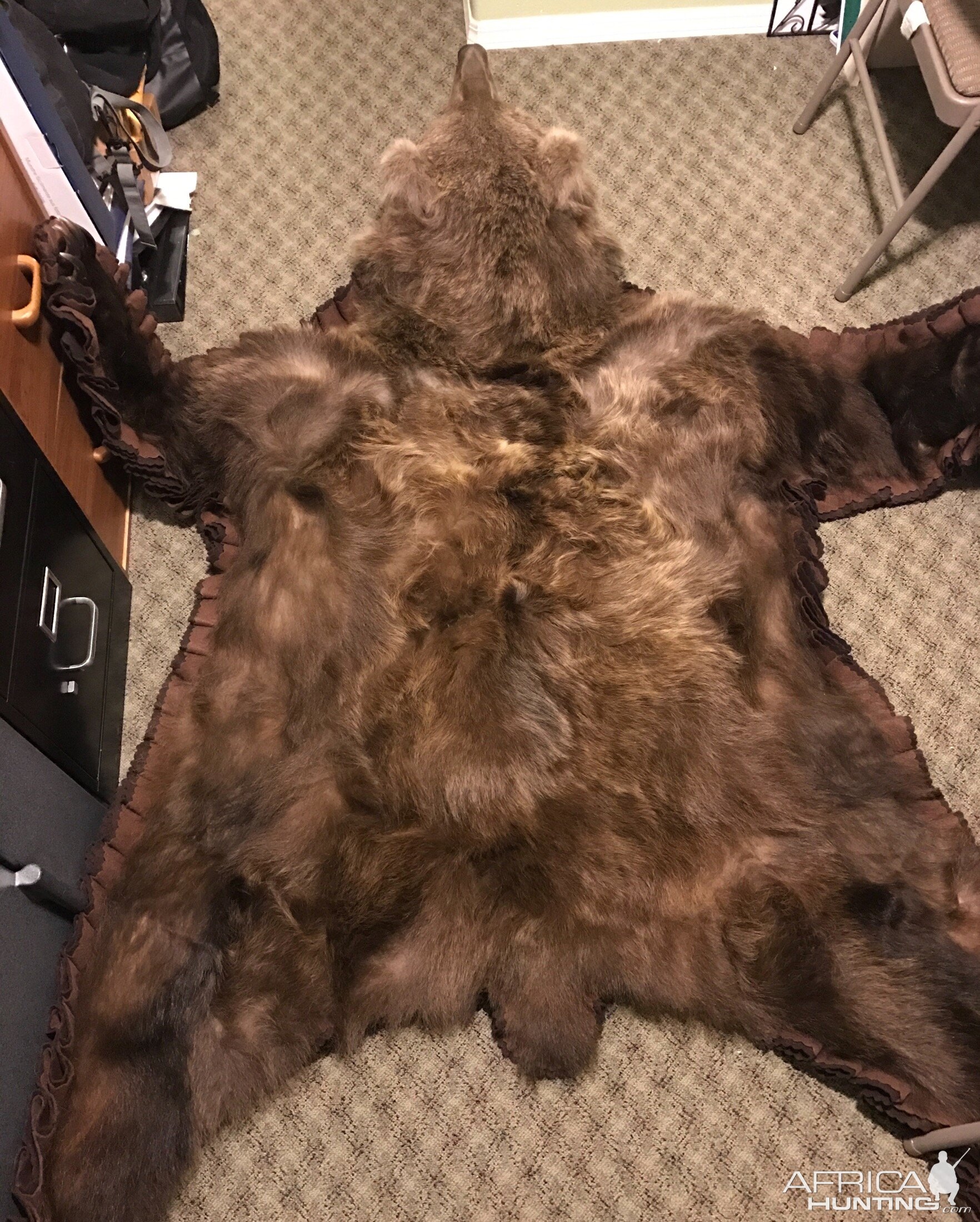 Kodiak Bear Rug Above