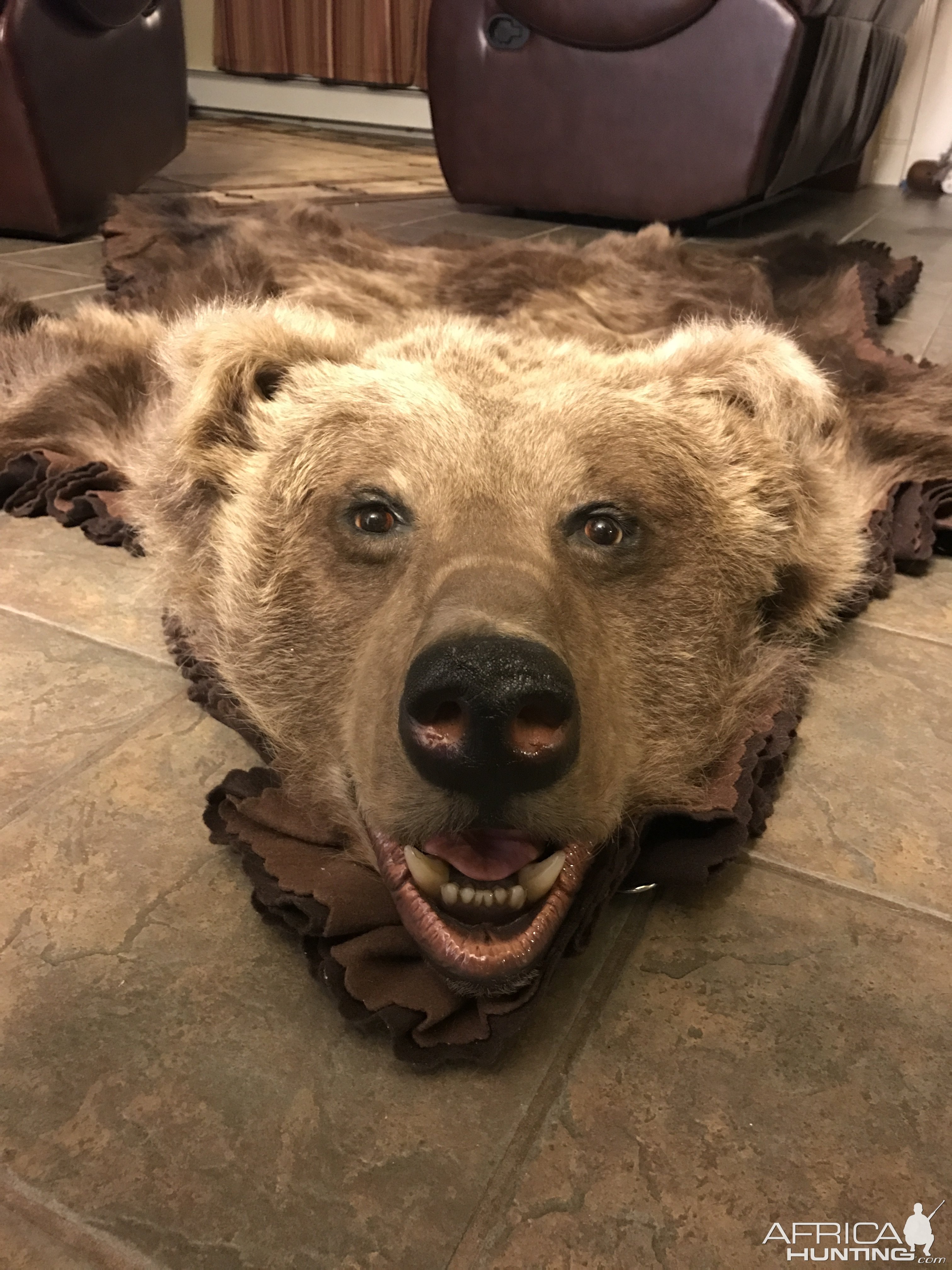 Kodiak Bear Rug Front