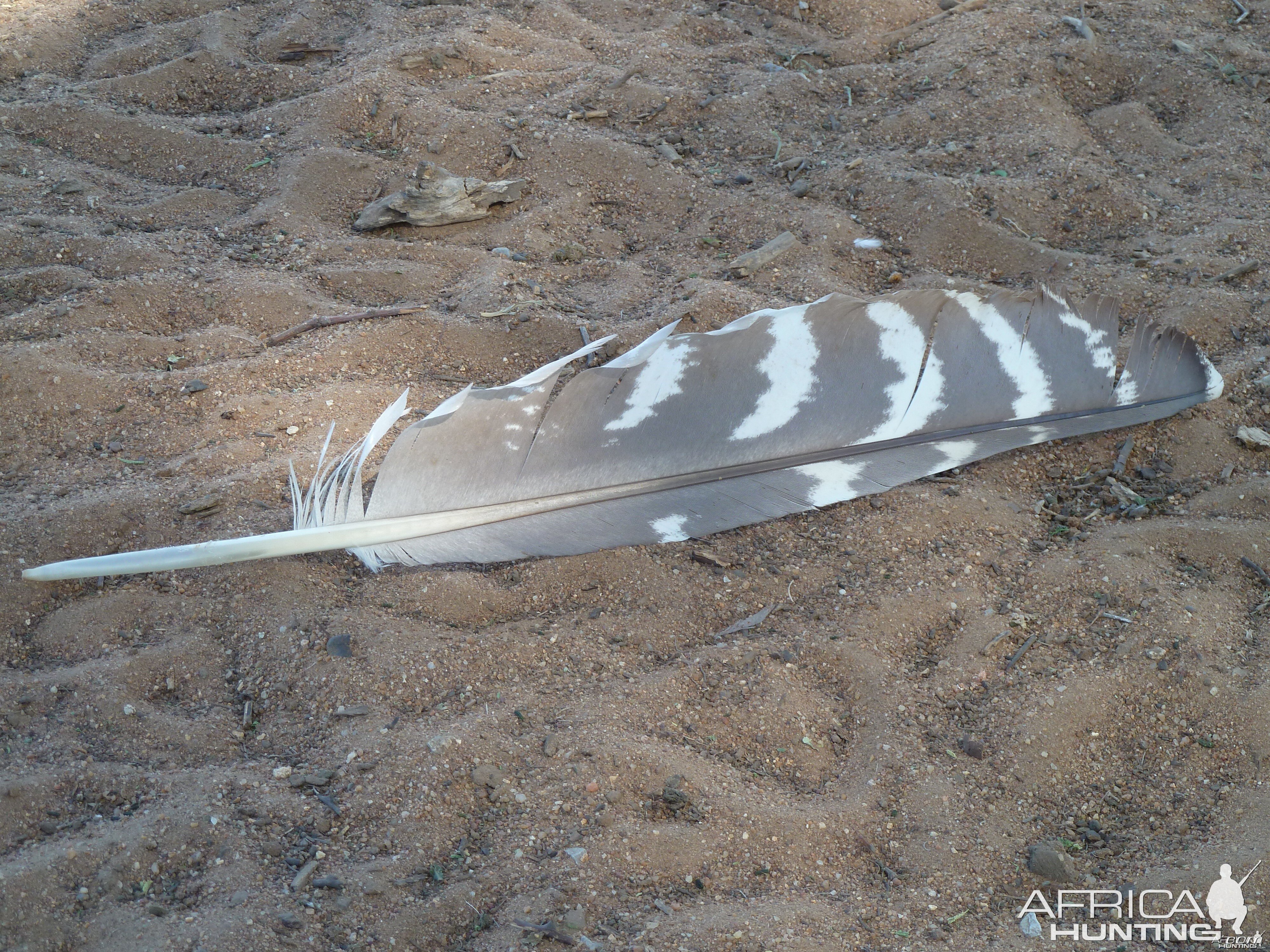 Kori Bustard Feather