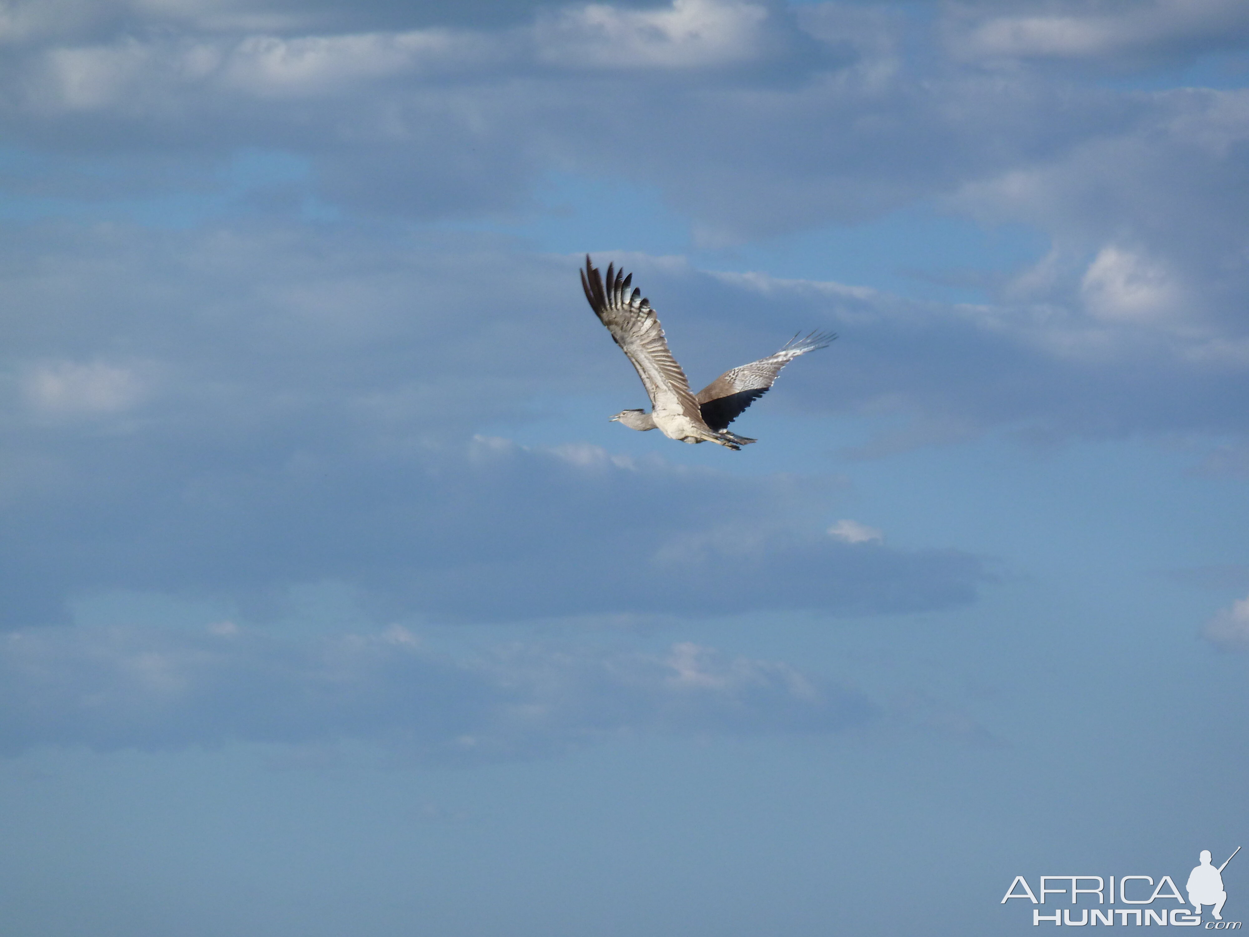 Kori Bustard Namibia