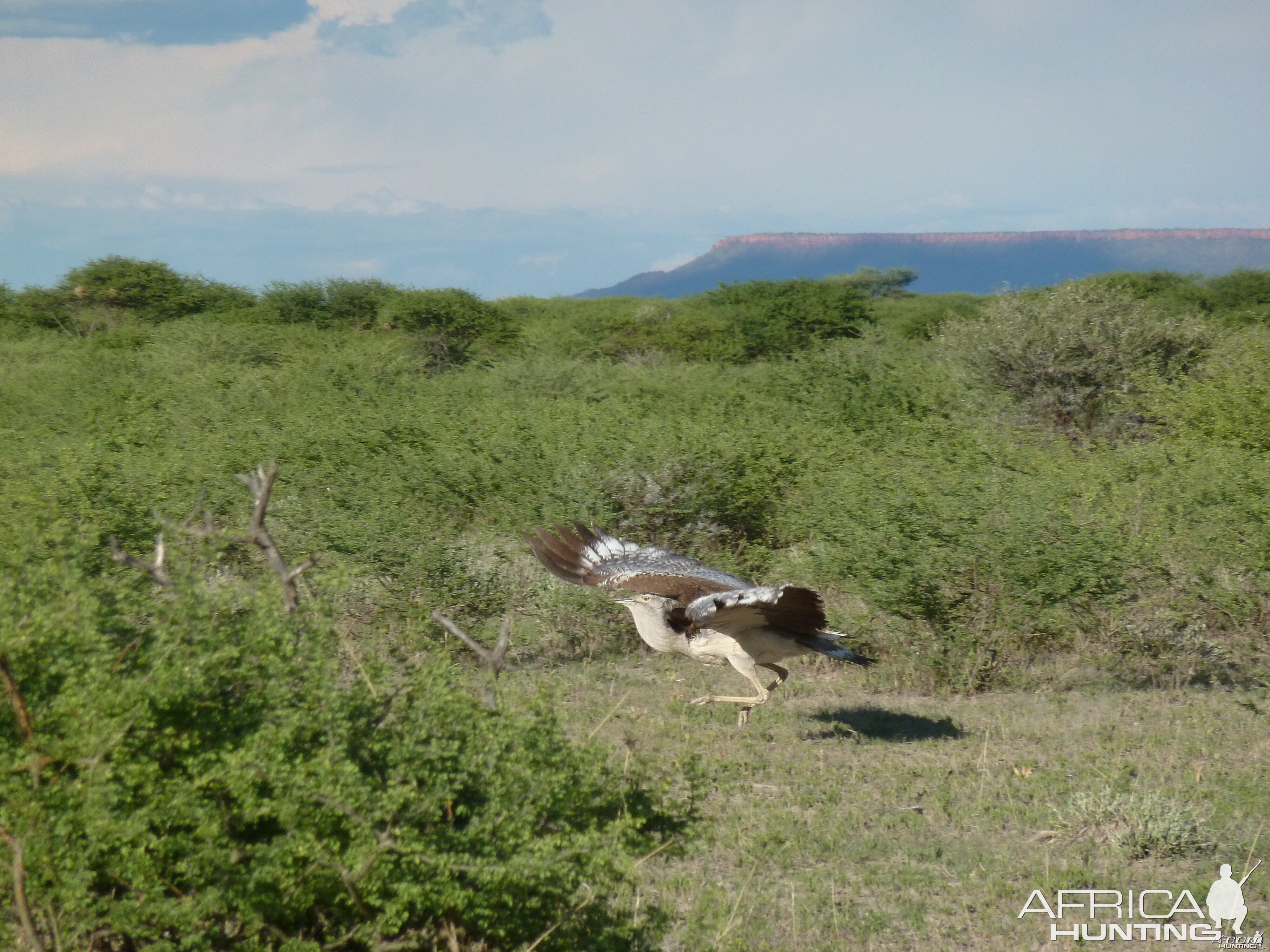 Kori Bustard Namibia