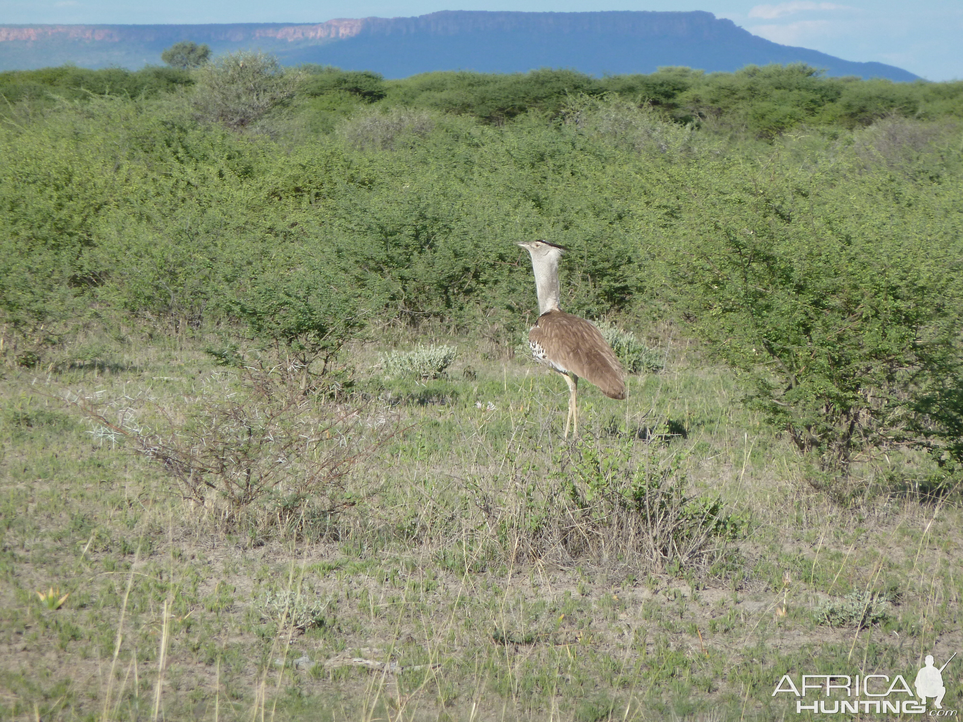 Kori Bustard Namibia