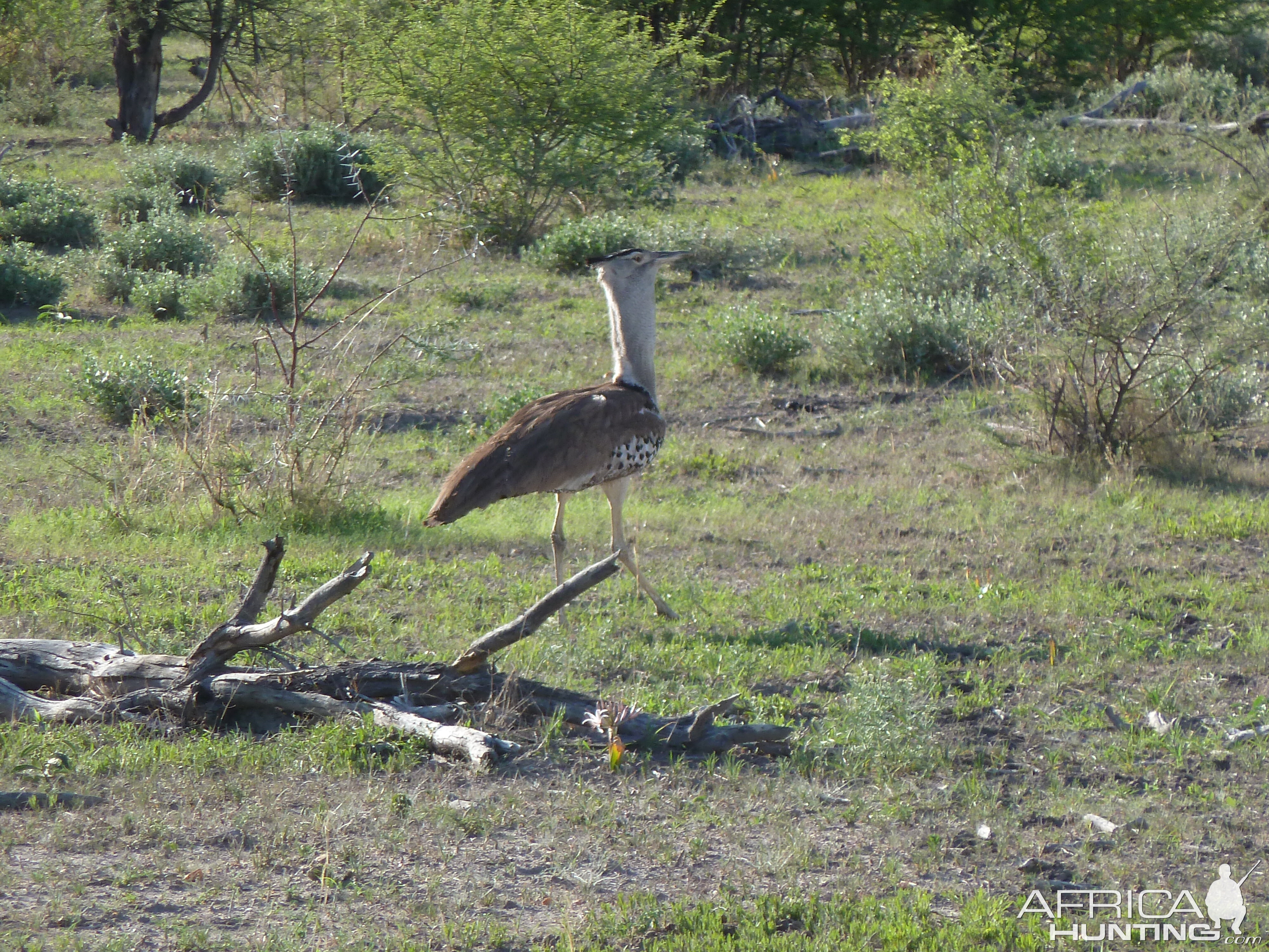 Kori Bustard Namibia