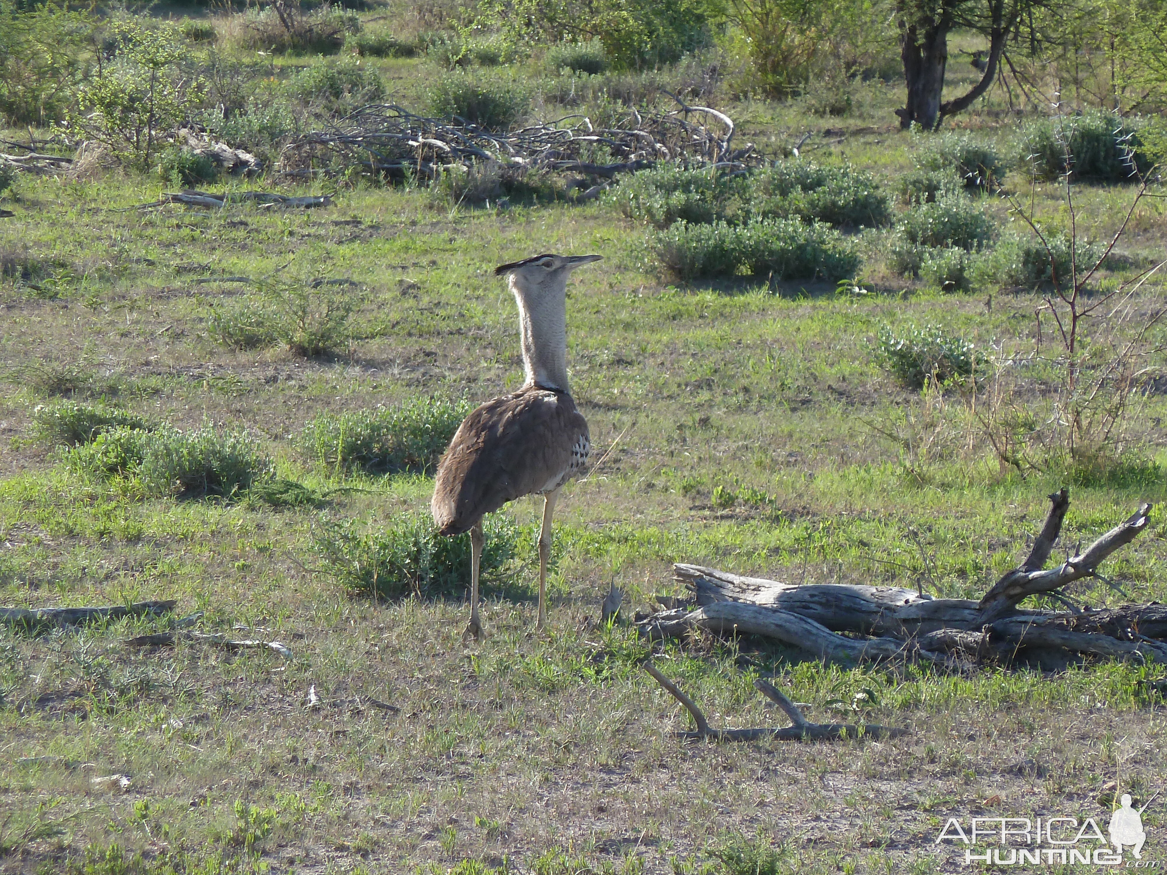 Kori Bustard Namibia