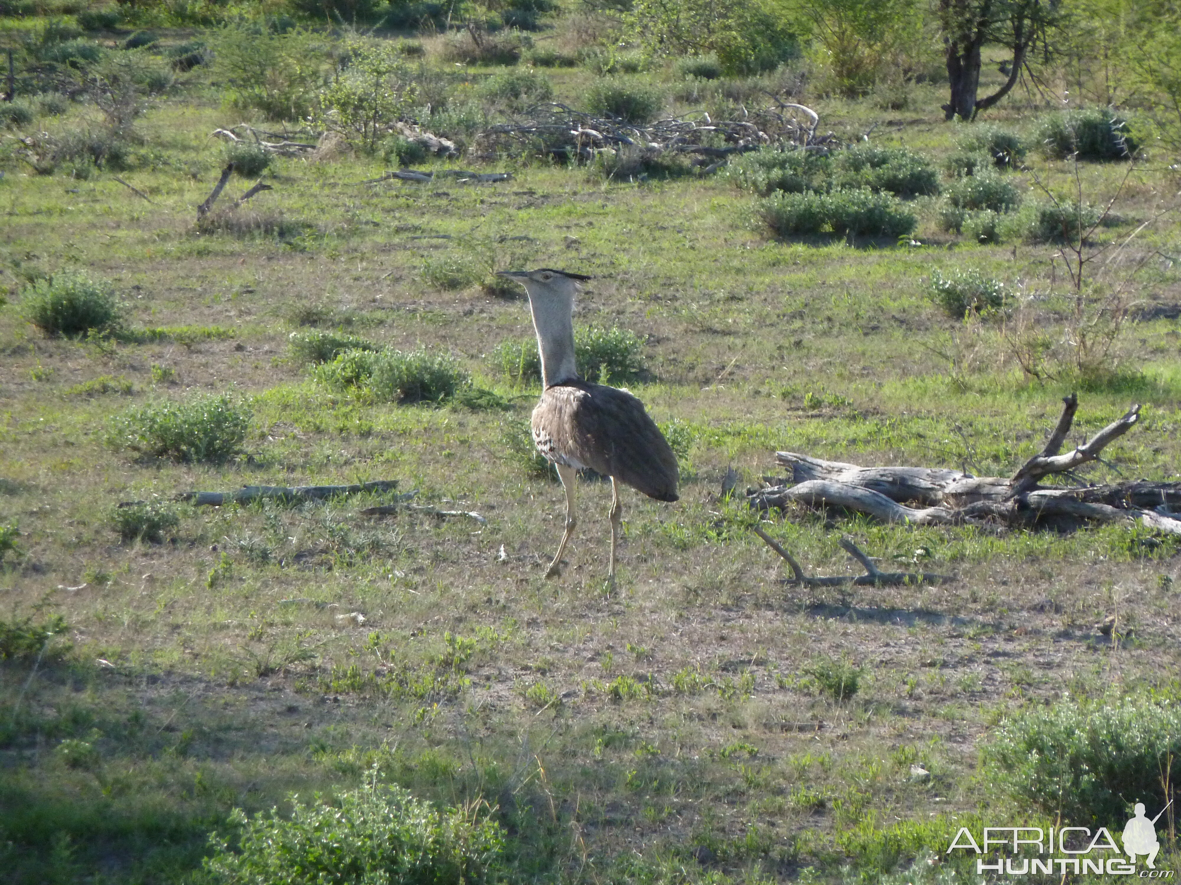 Kori Bustard Namibia